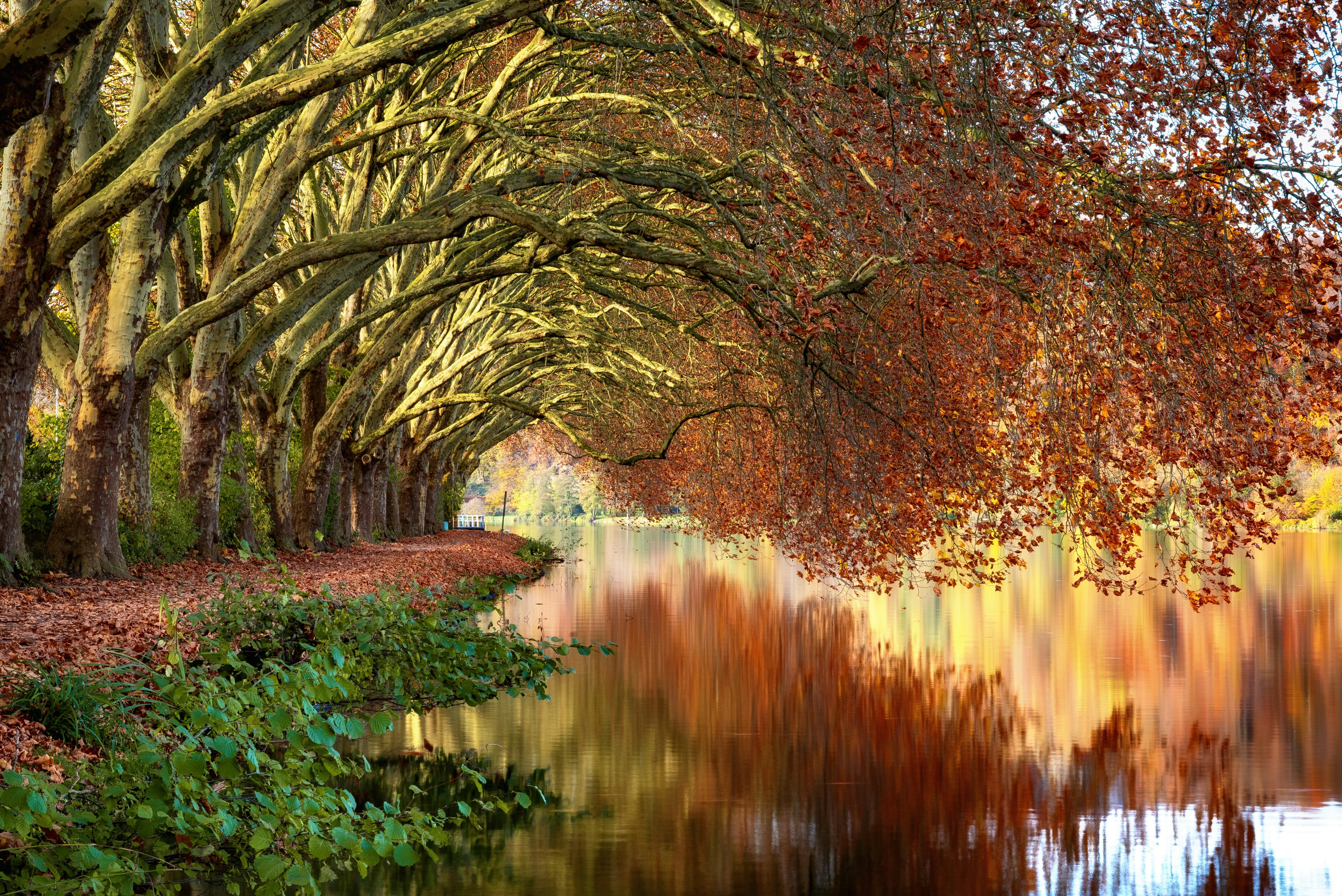 Herbstbäume, die sich über einen ruhigen Kanal wölben und Farben widerspiegeln