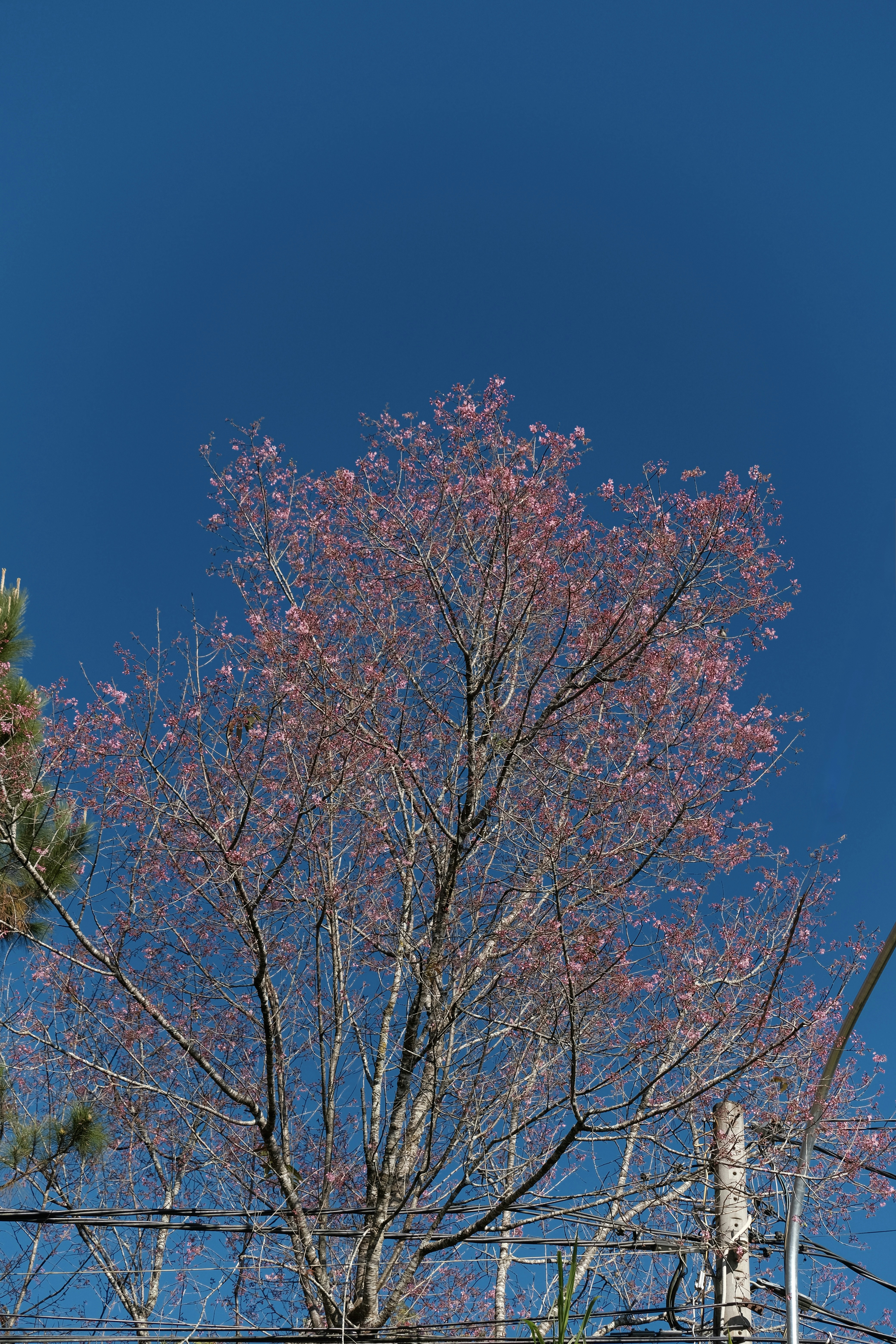 Photo by dvhoang2106