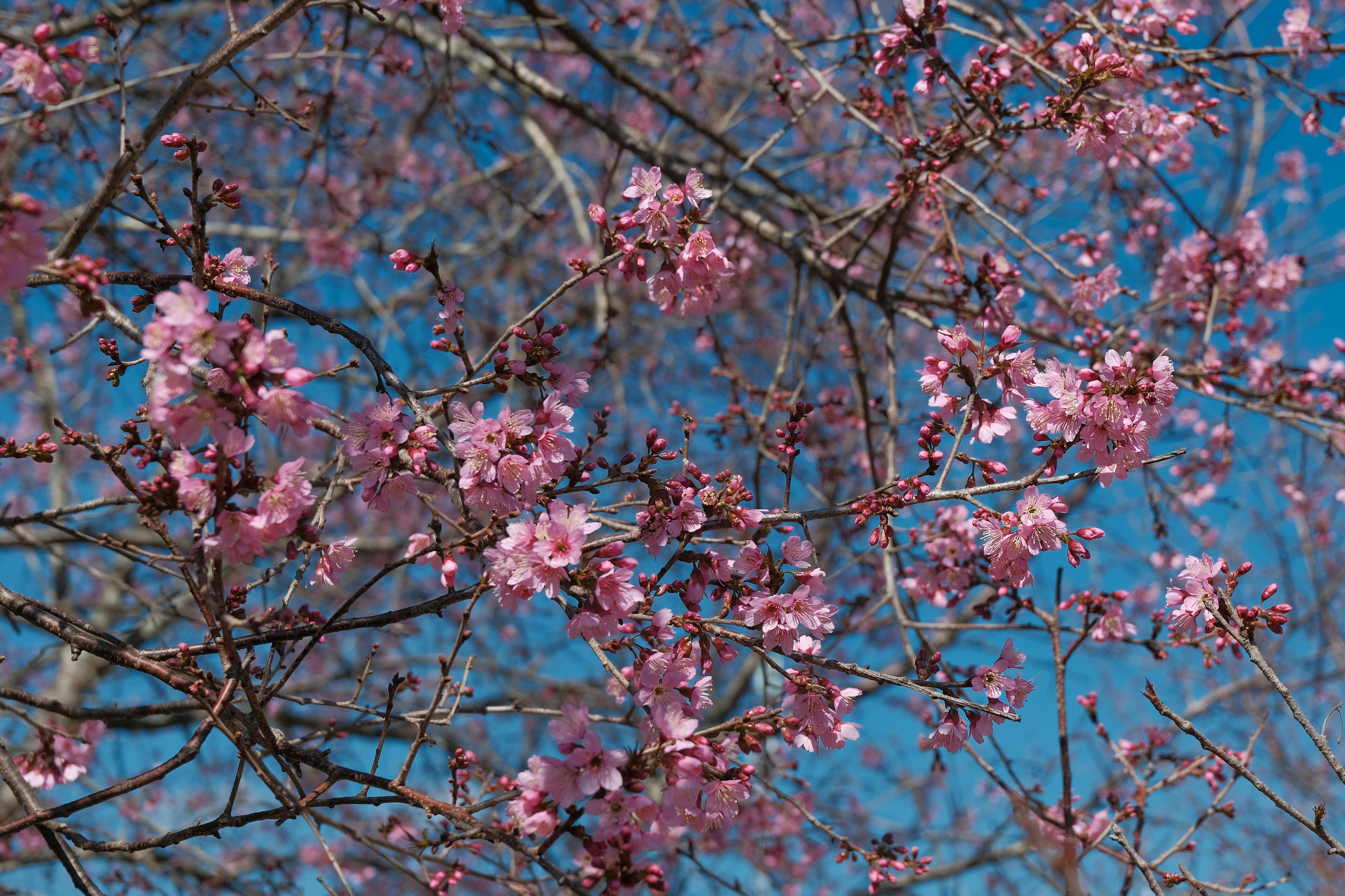 Photo by dvhoang2106