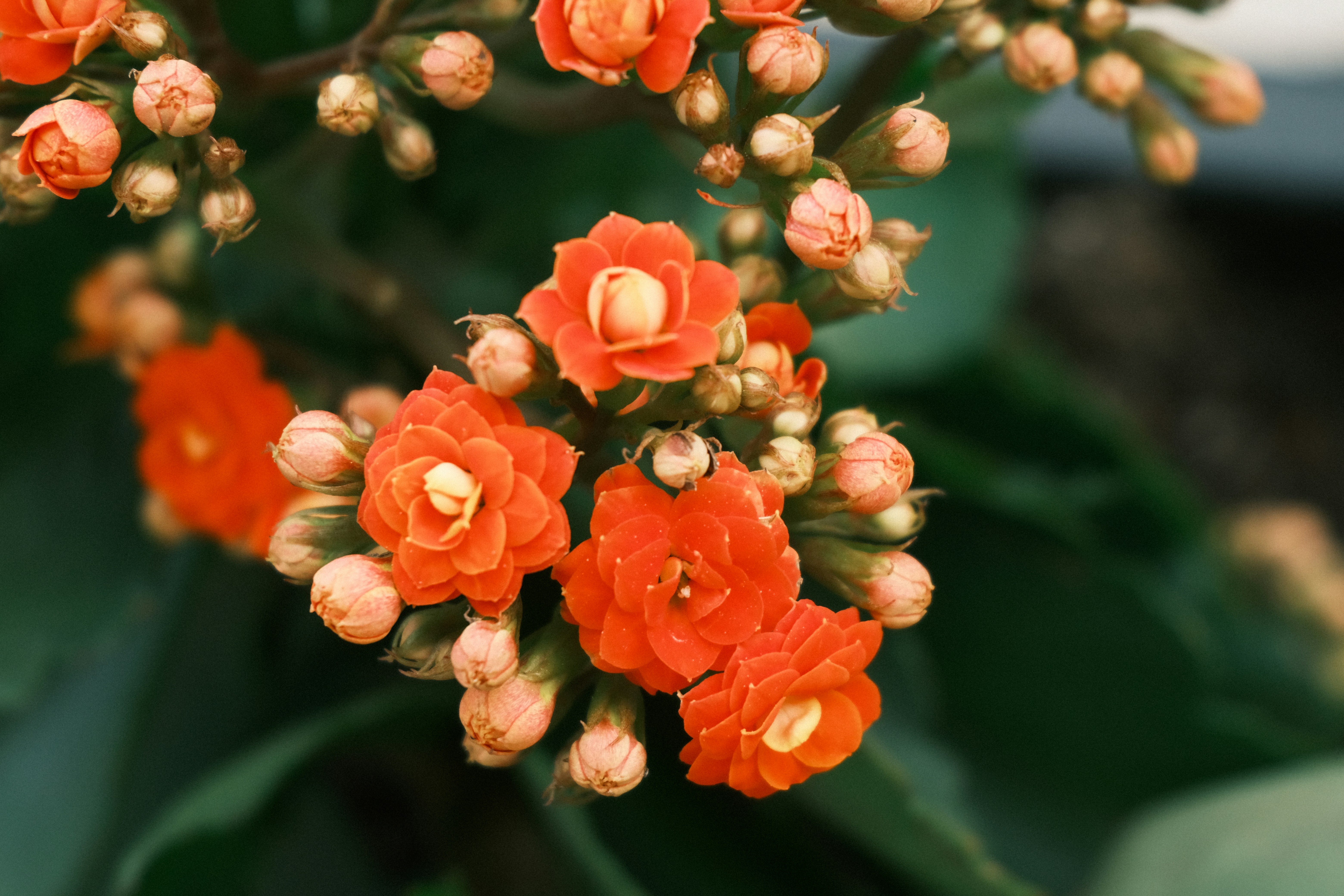 Photo by dvhoang2106