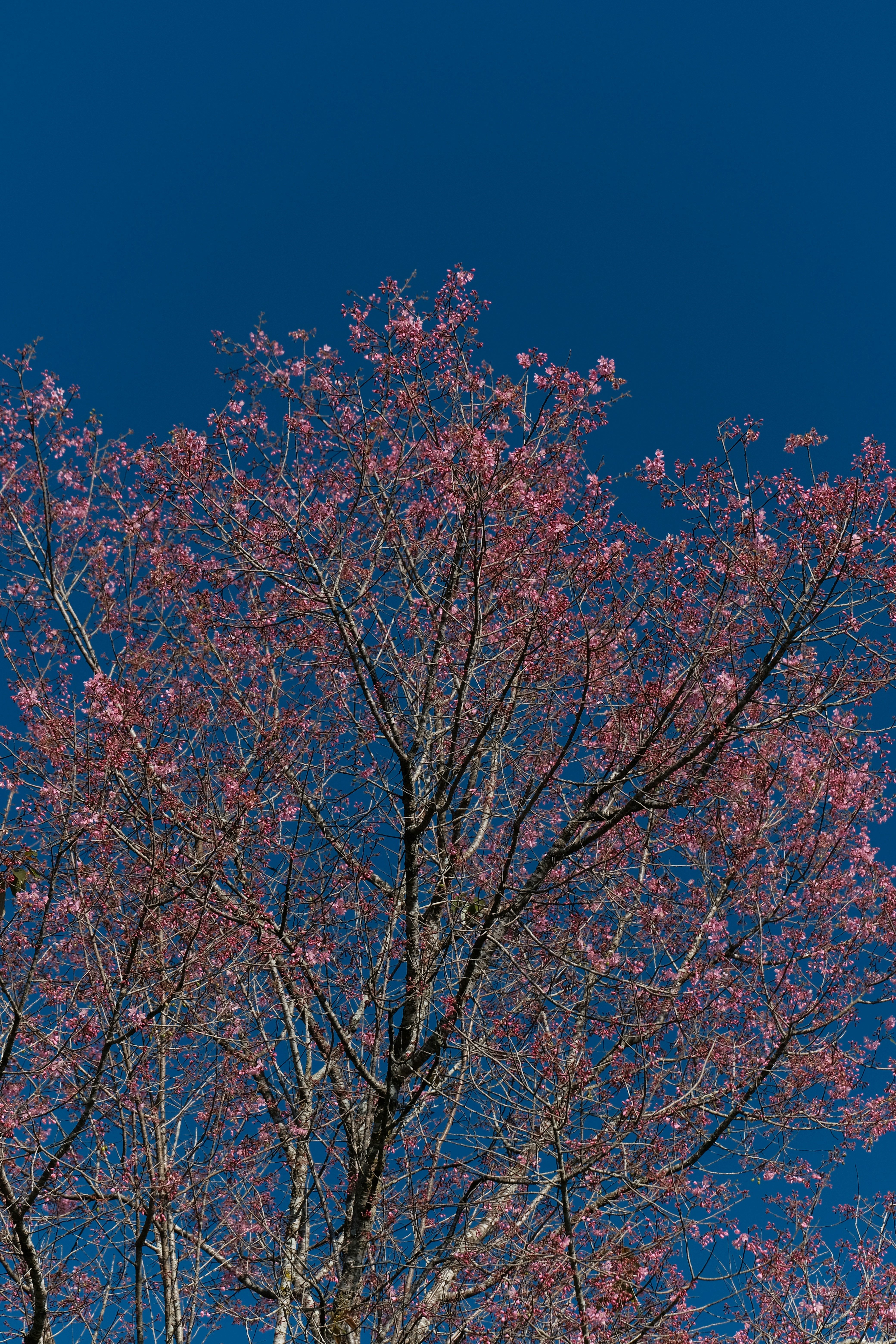 Photo by dvhoang2106