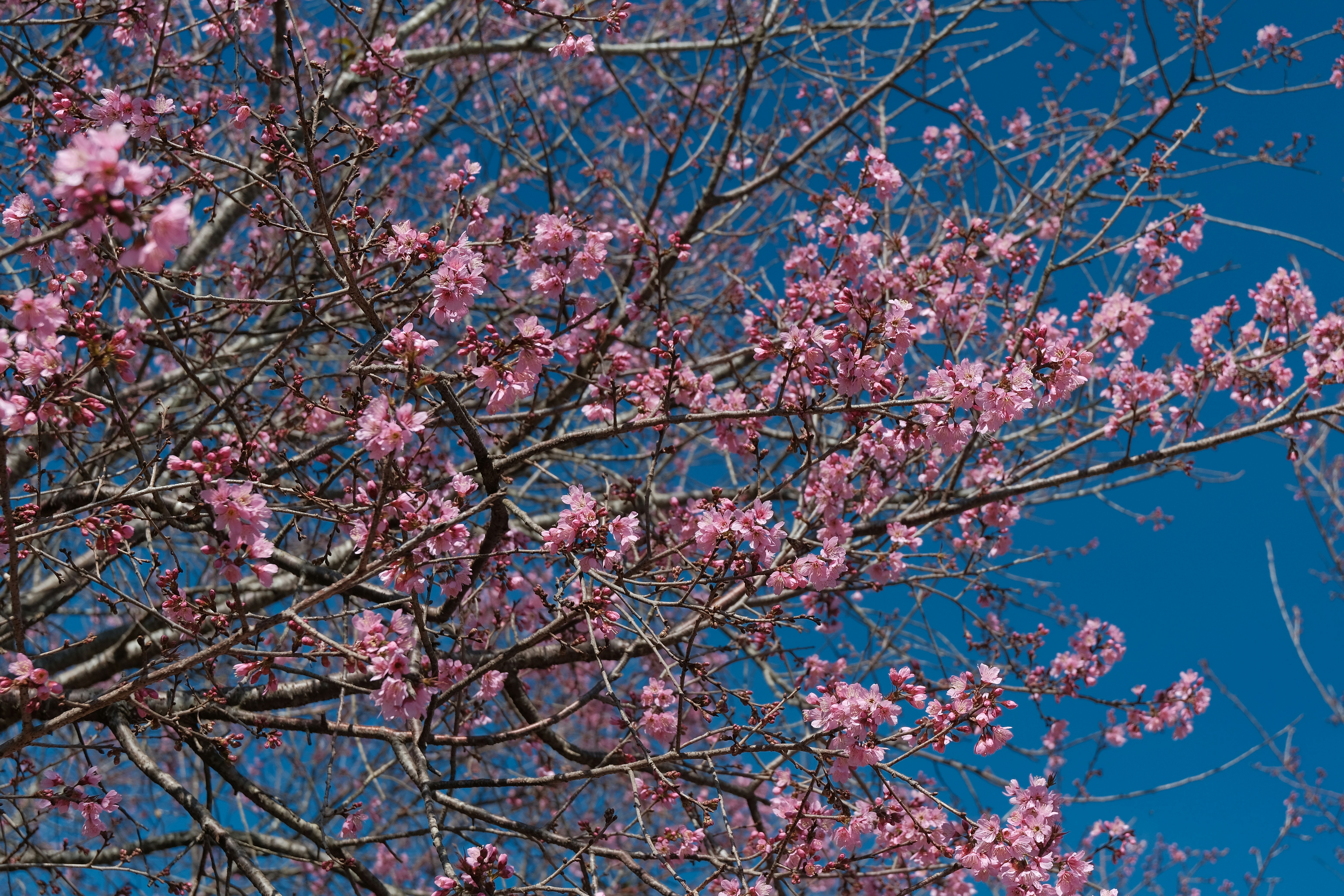 Photo by dvhoang2106