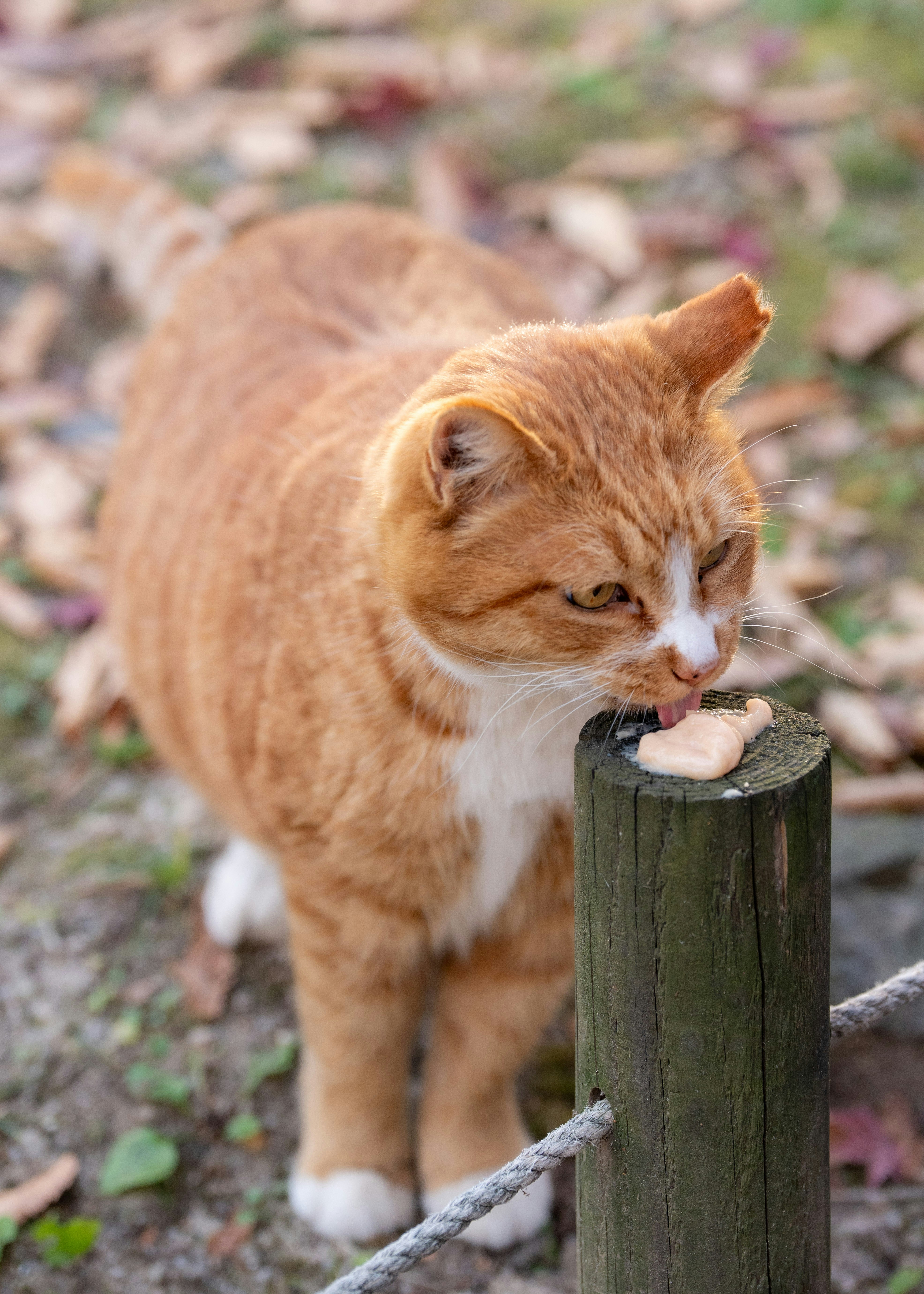 Un chat orange mange de la nourriture sur un poteau en bois.