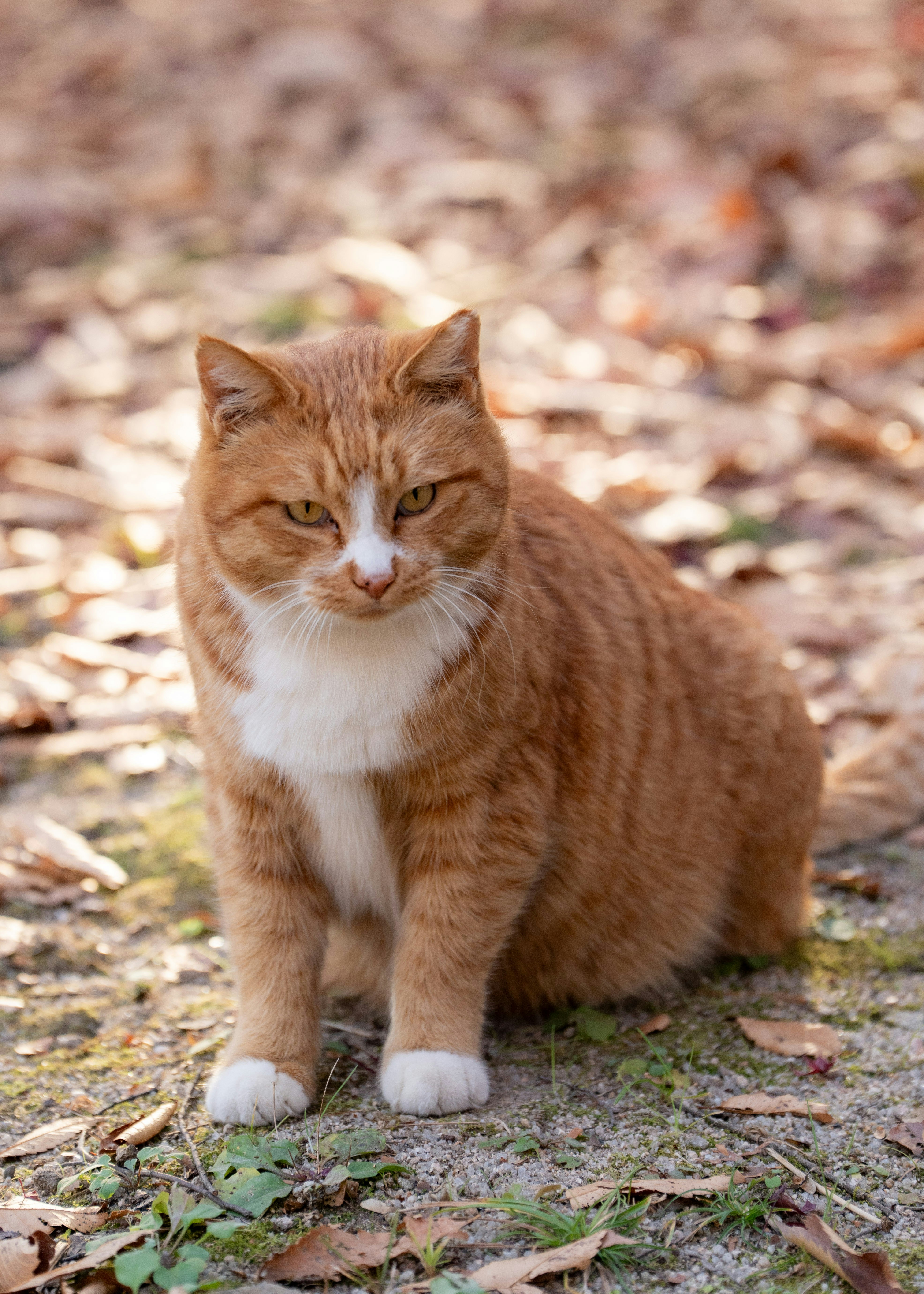 An orange tabby cat with white chest sits outdoors