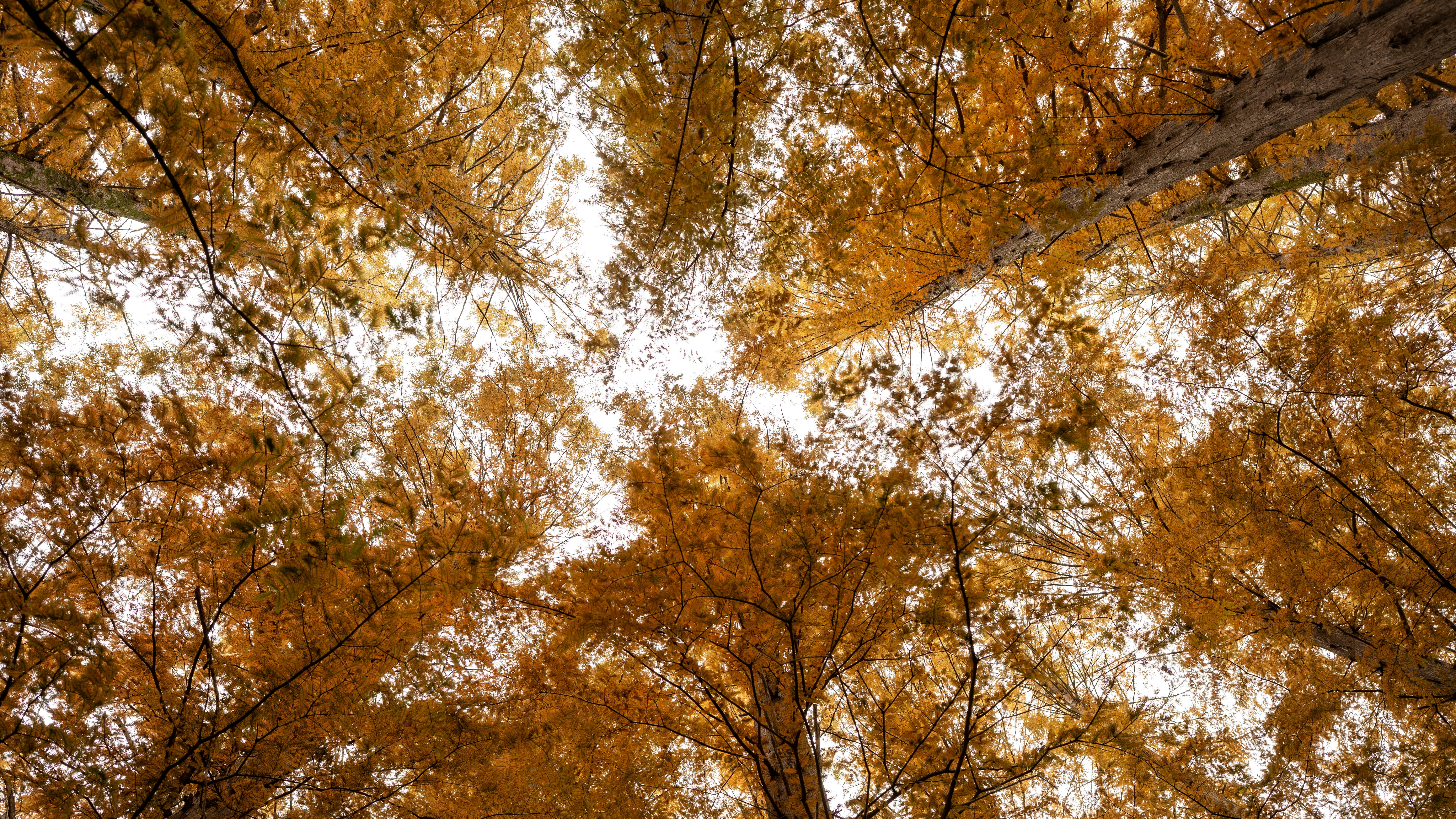 Guardando in alto attraverso alberi dorati d'autunno