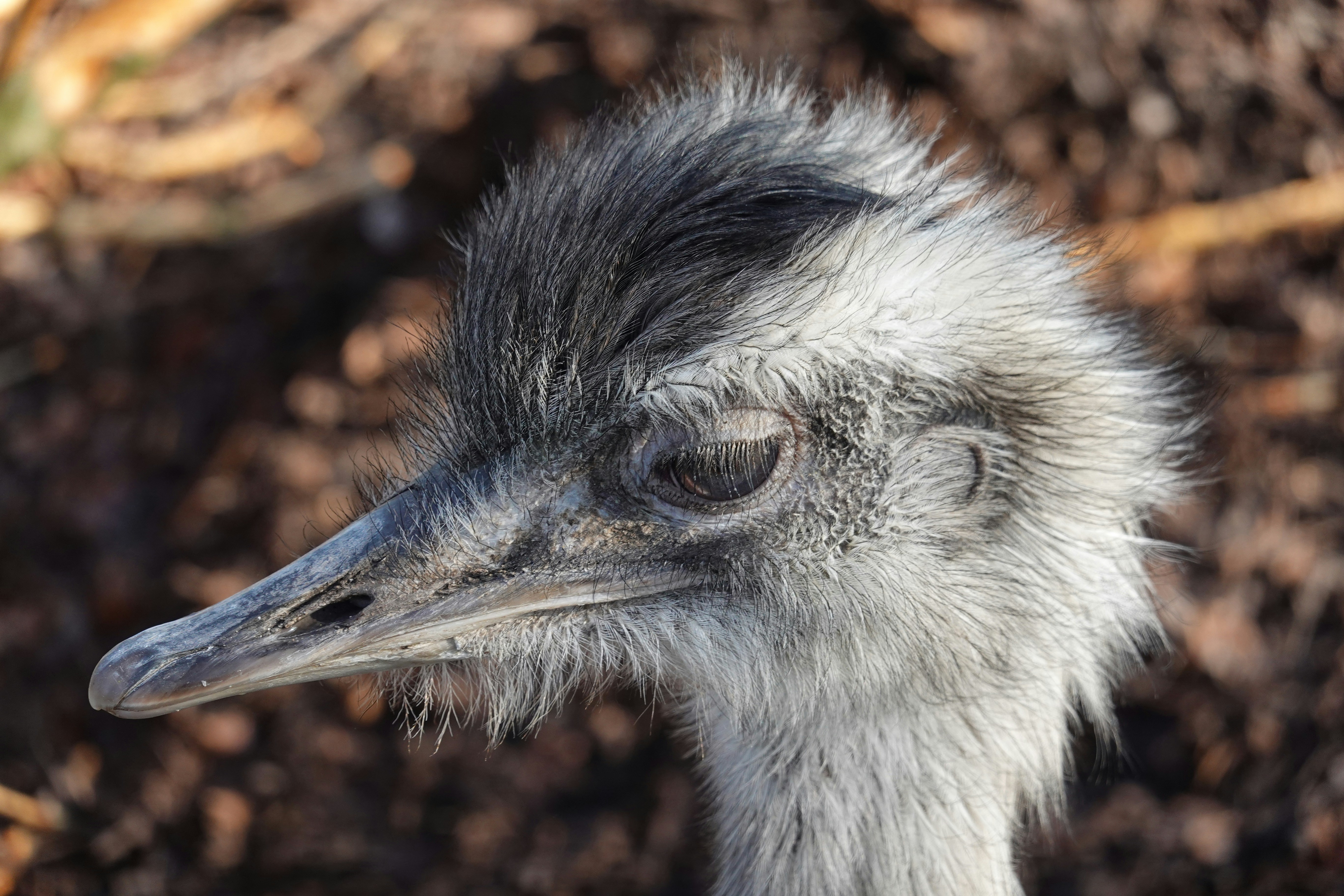 Close up of a grey emu's head and neck