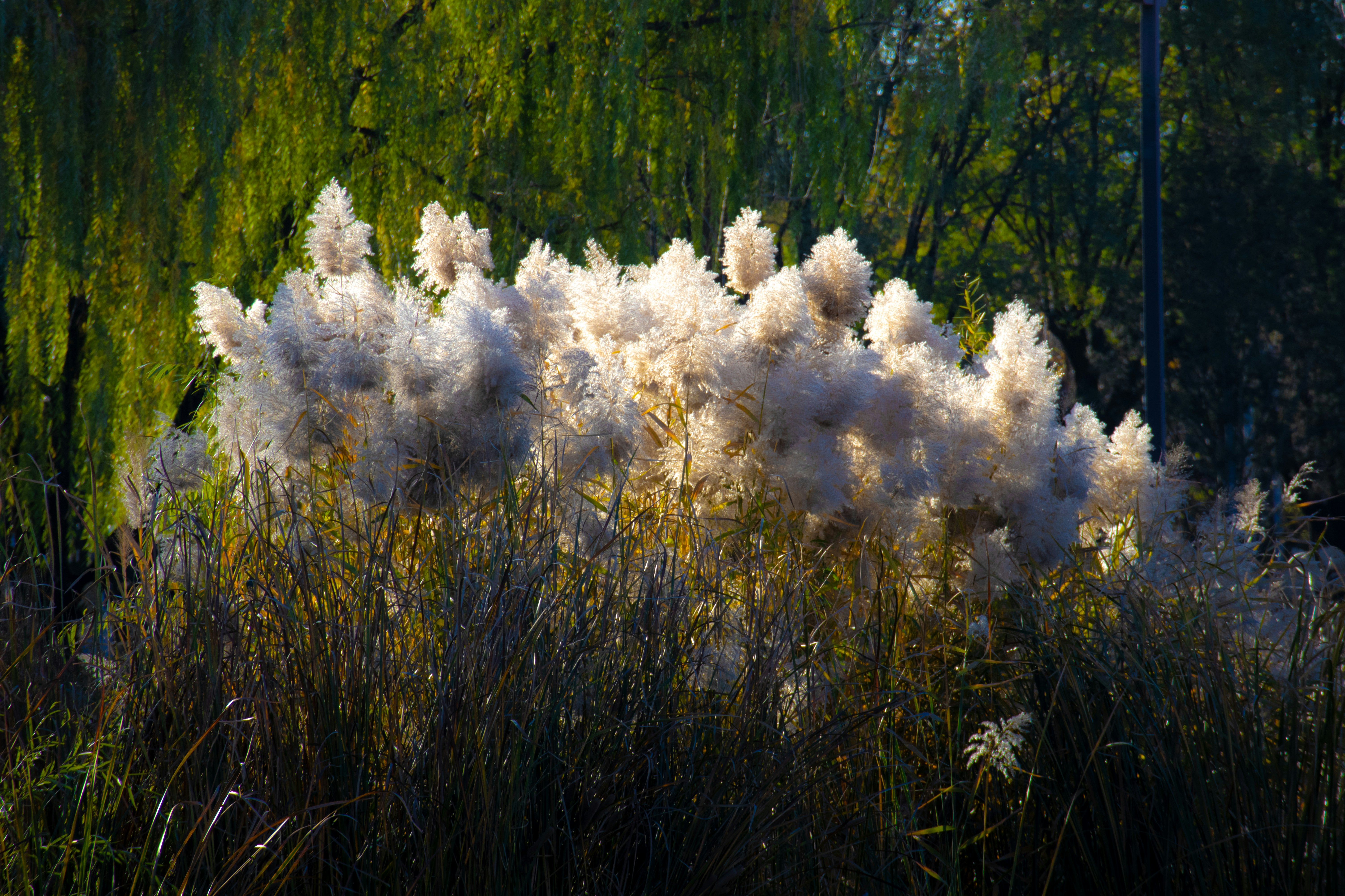 Tall pampas grass plumes illuminated by golden sunlight.