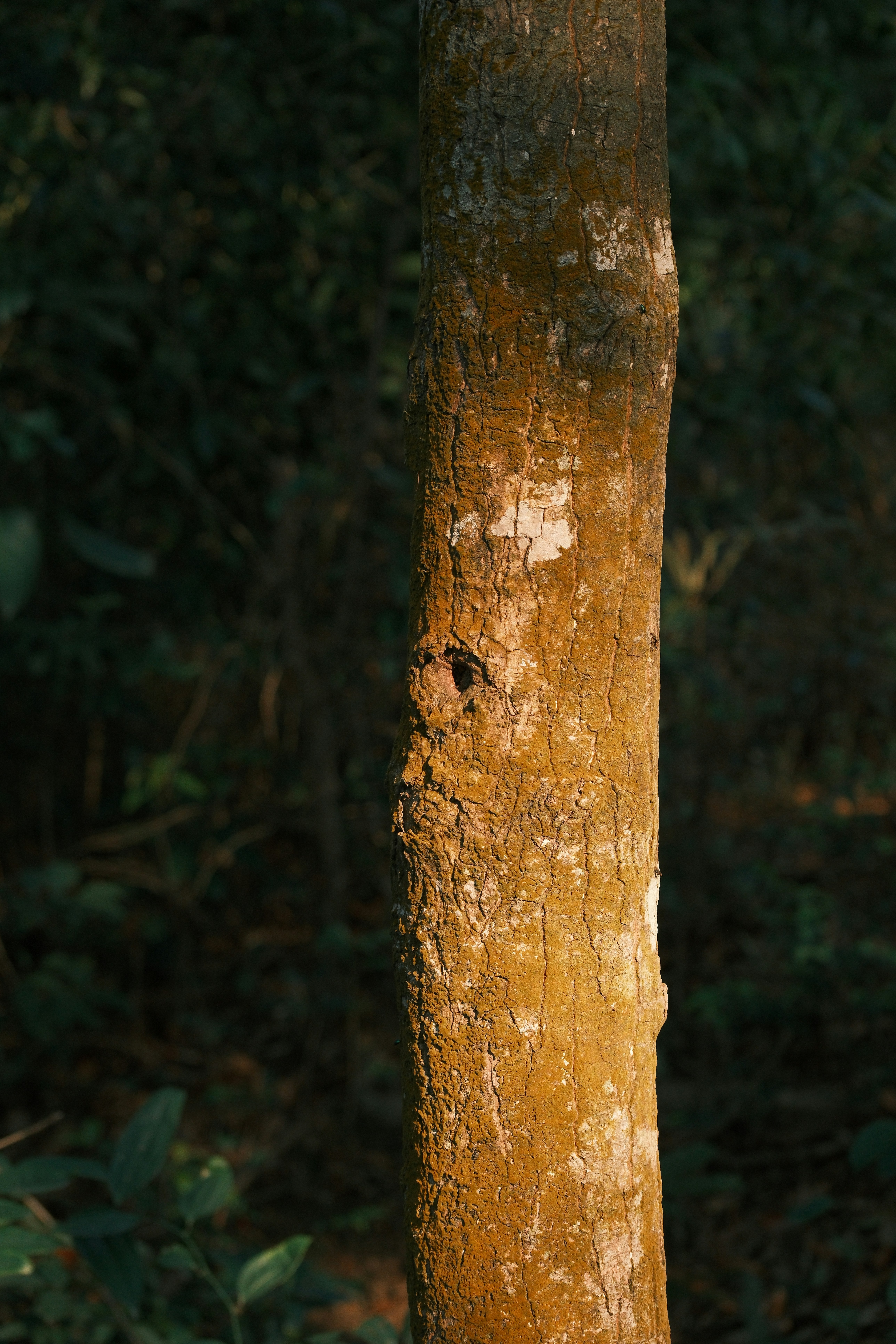 Close-up of a tree trunk in a forest.