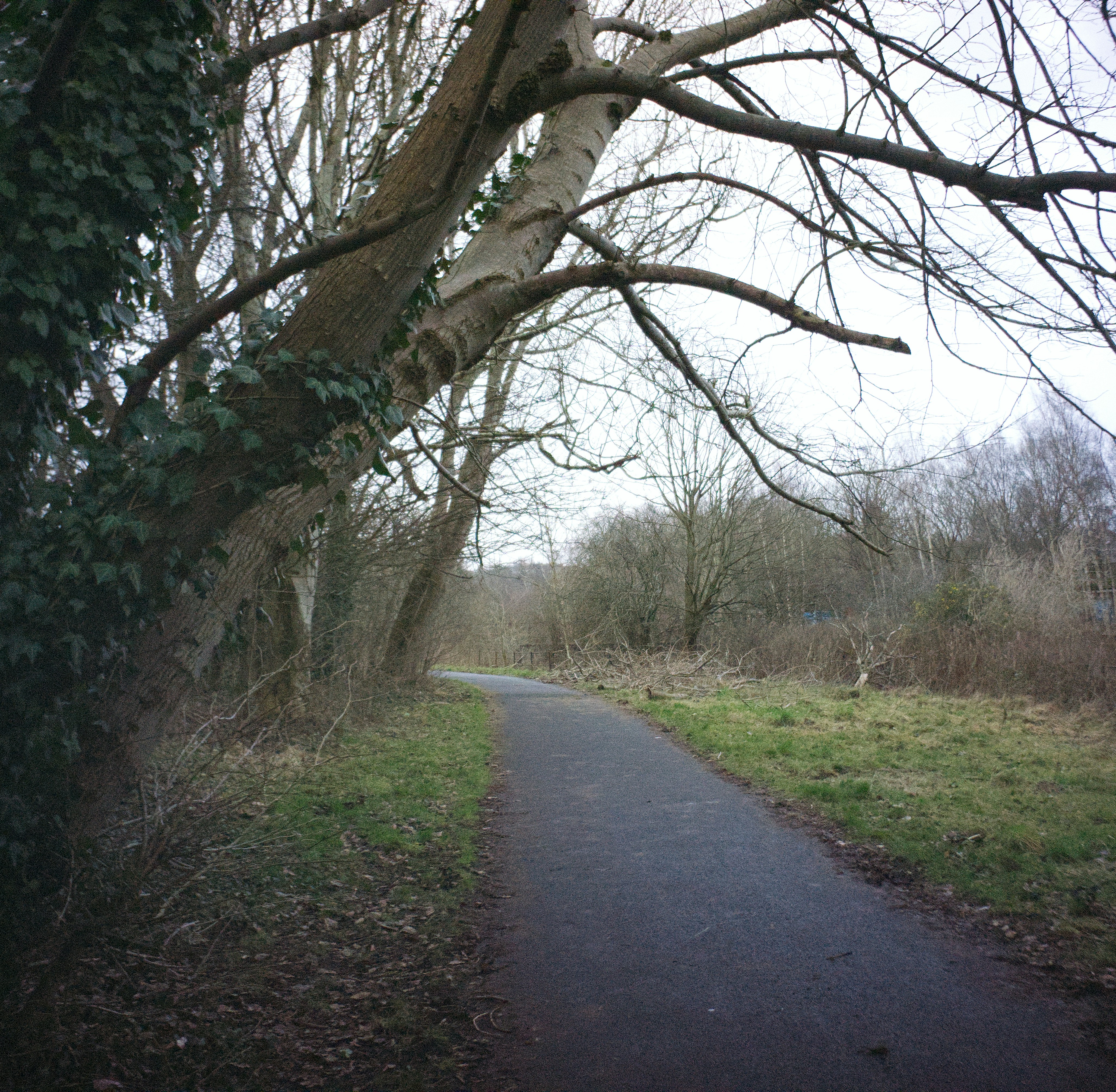 A paved path winds through a bare winter forest.