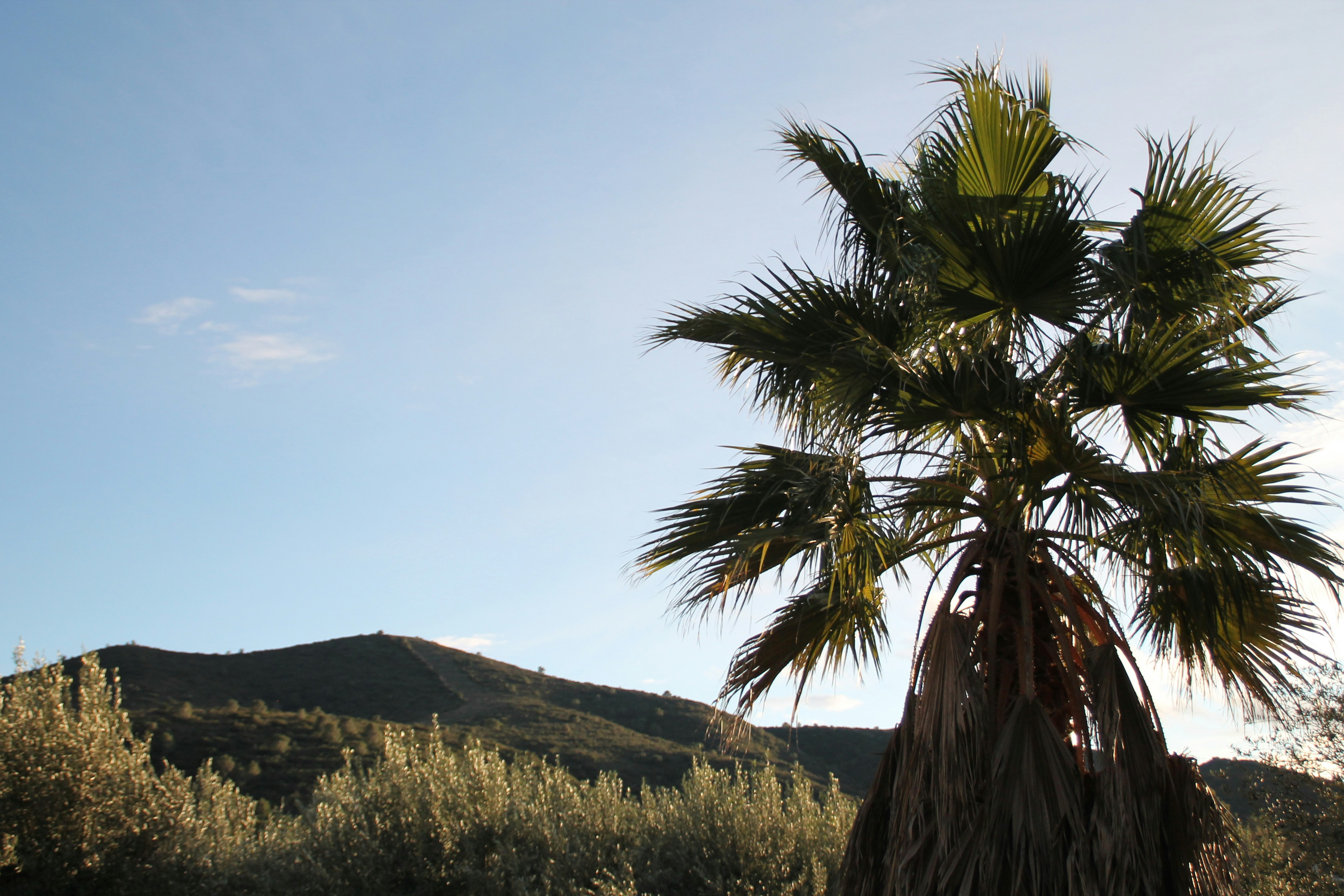 Palm tree against a clear blue sky with hills.