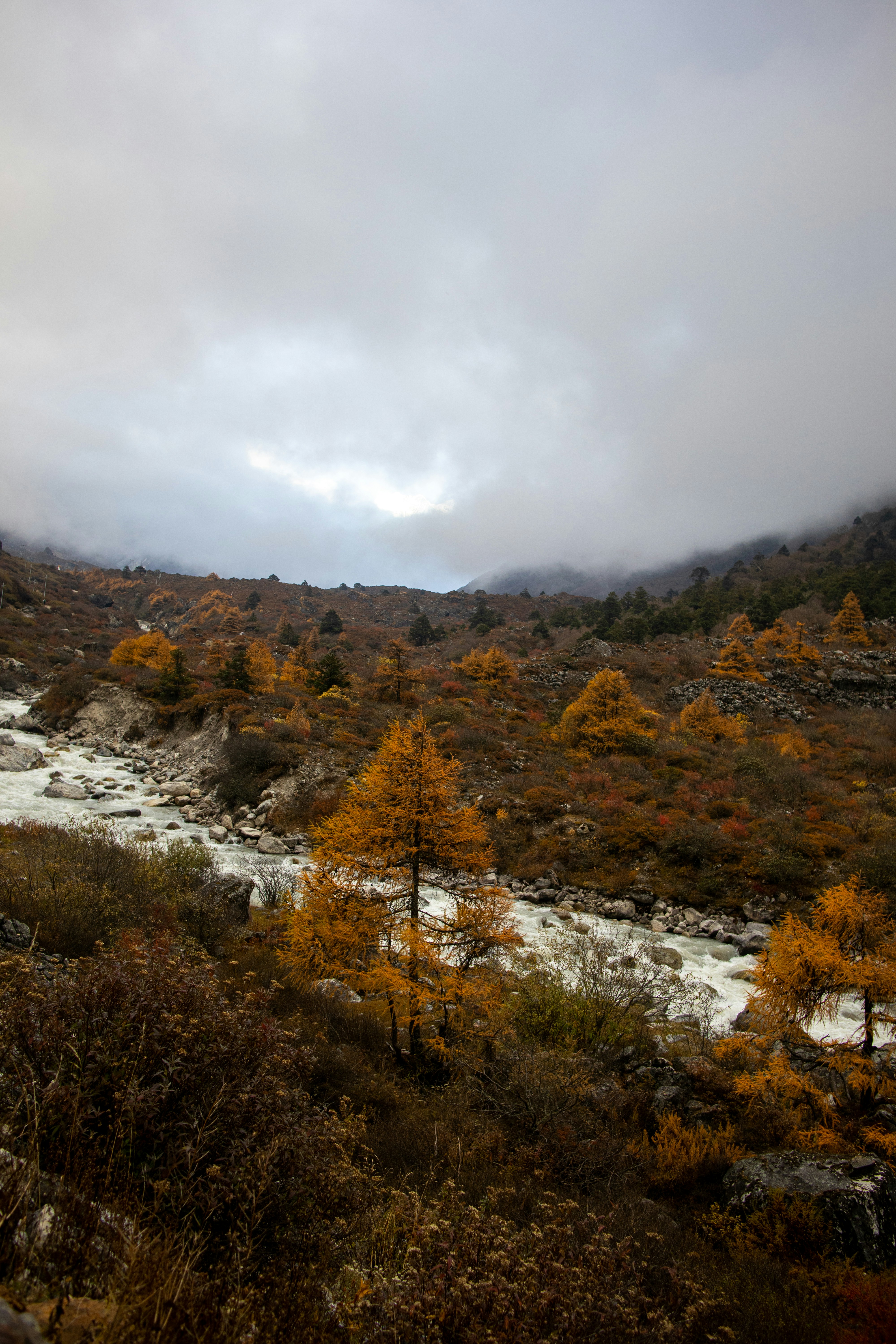 Autumn trees line a rocky stream under cloudy skies.