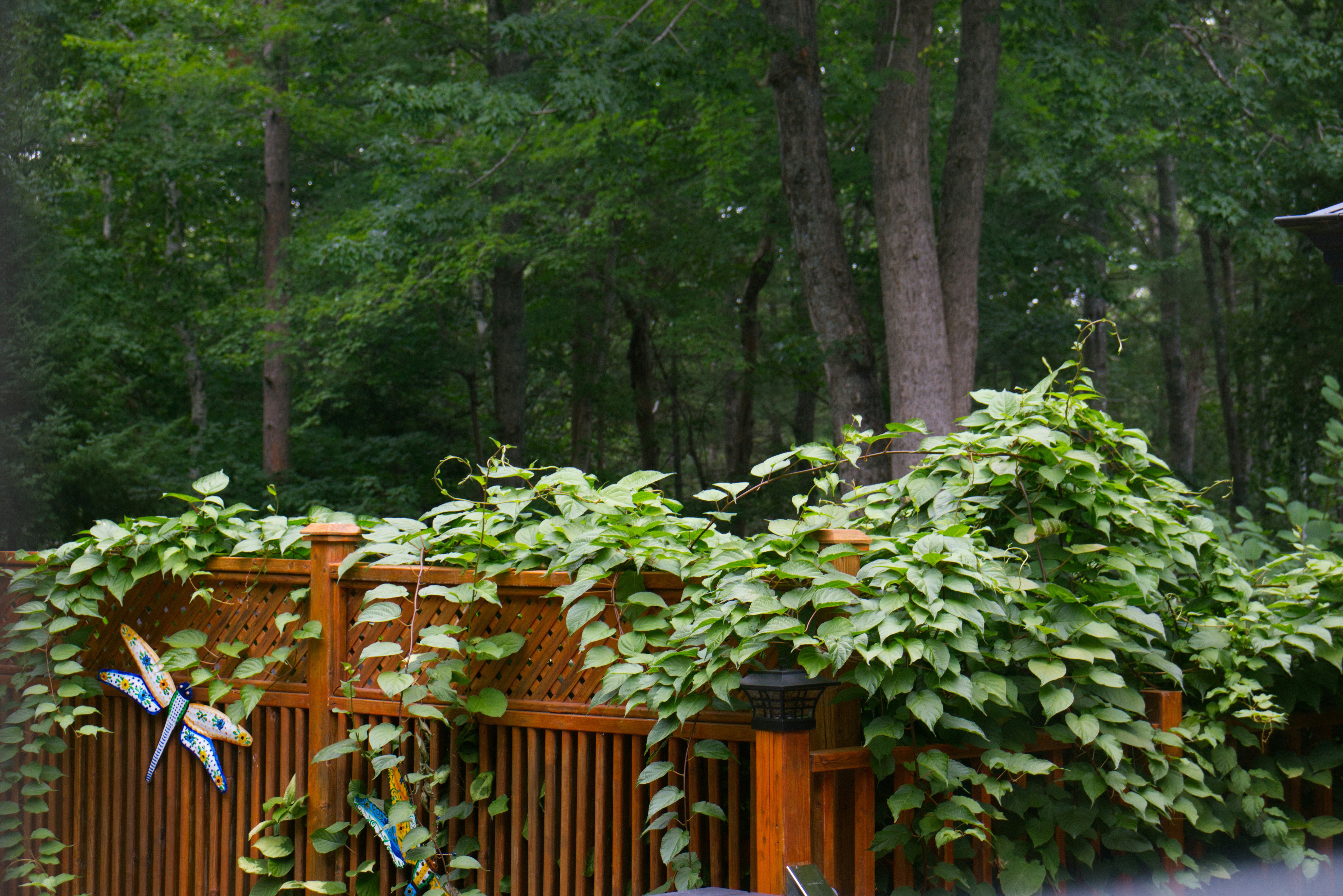 decorative wooden fence
