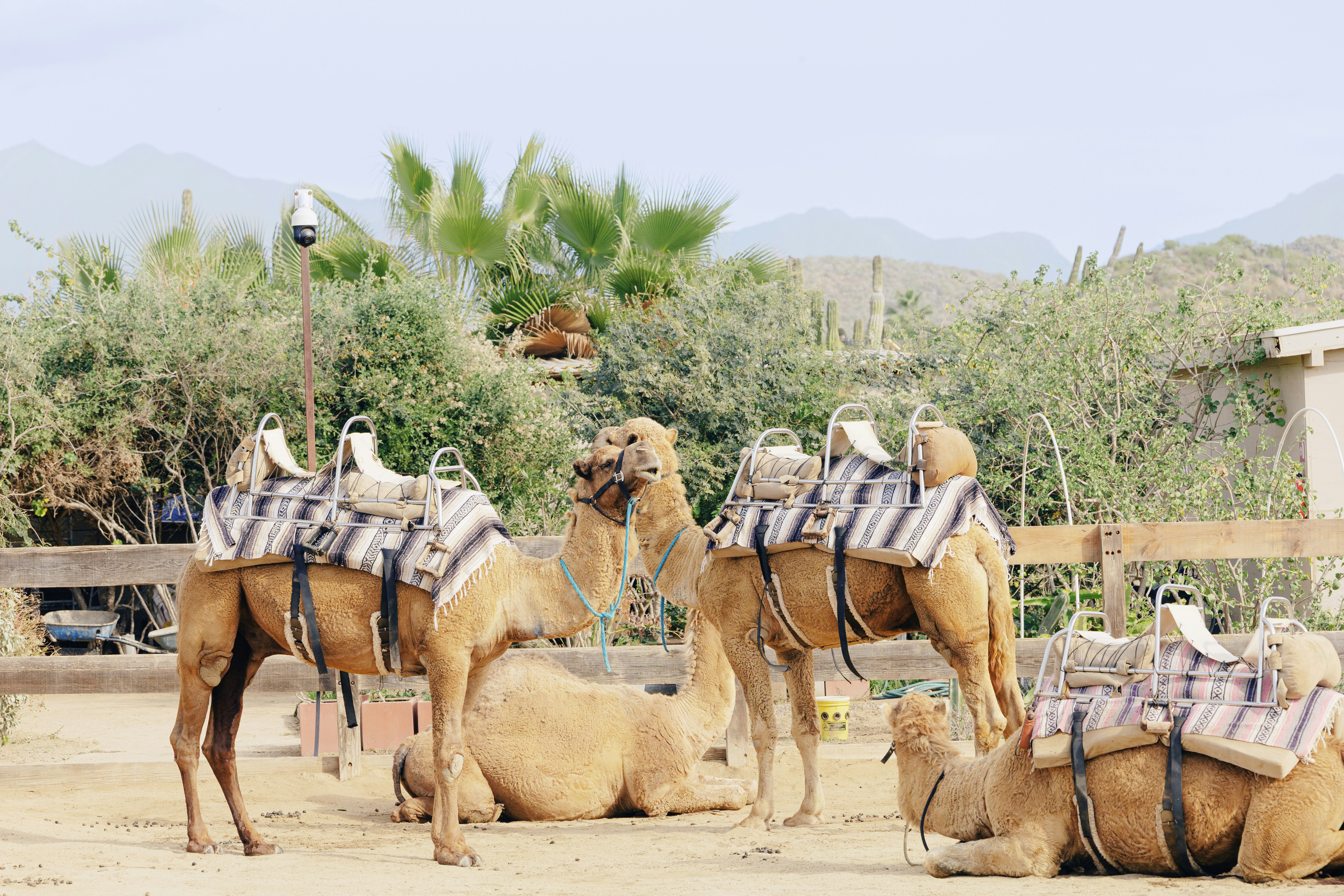 Drei Kamele mit Sätteln in einem Wüstengehege