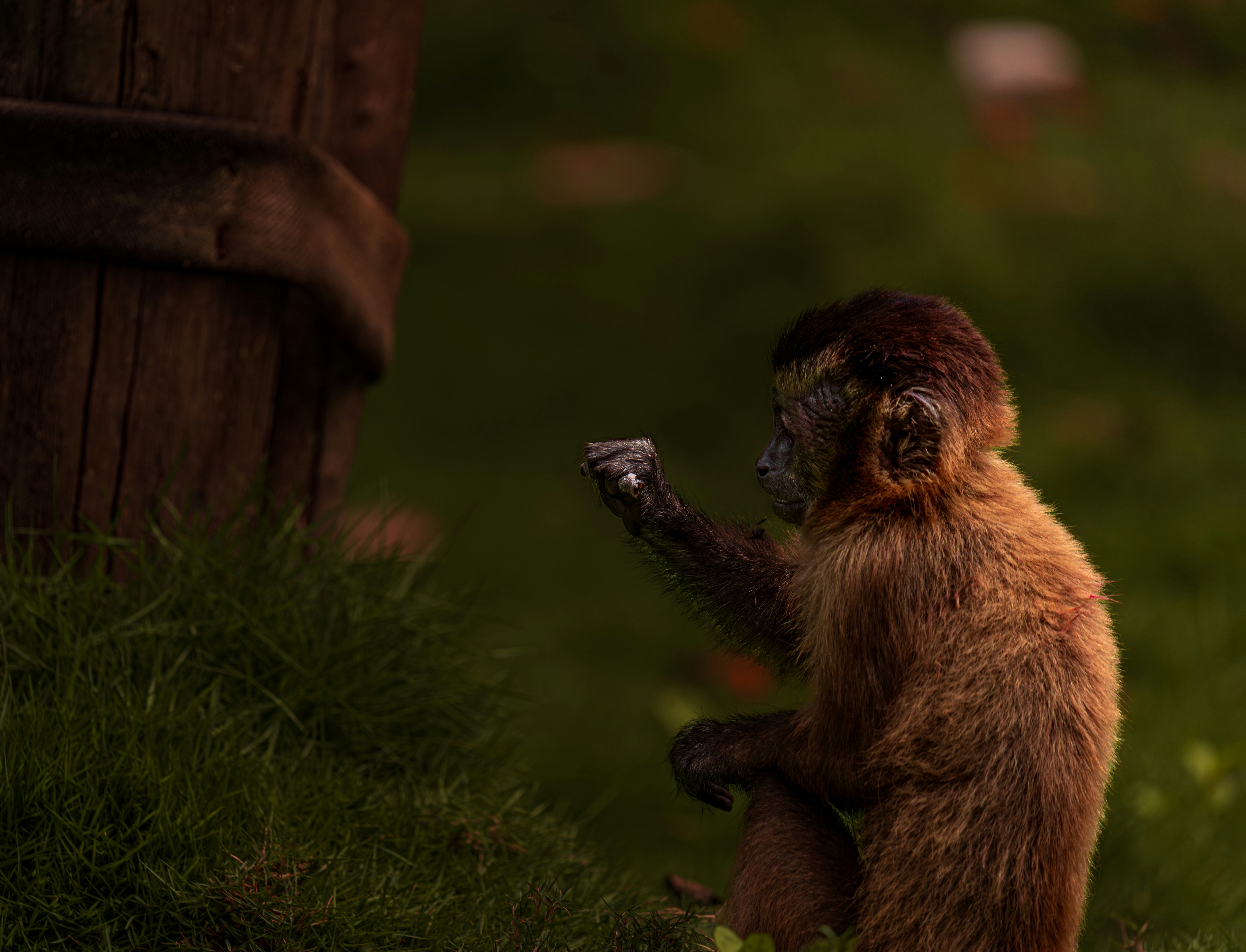 猿が木の樽の近くで小さな物を持っている