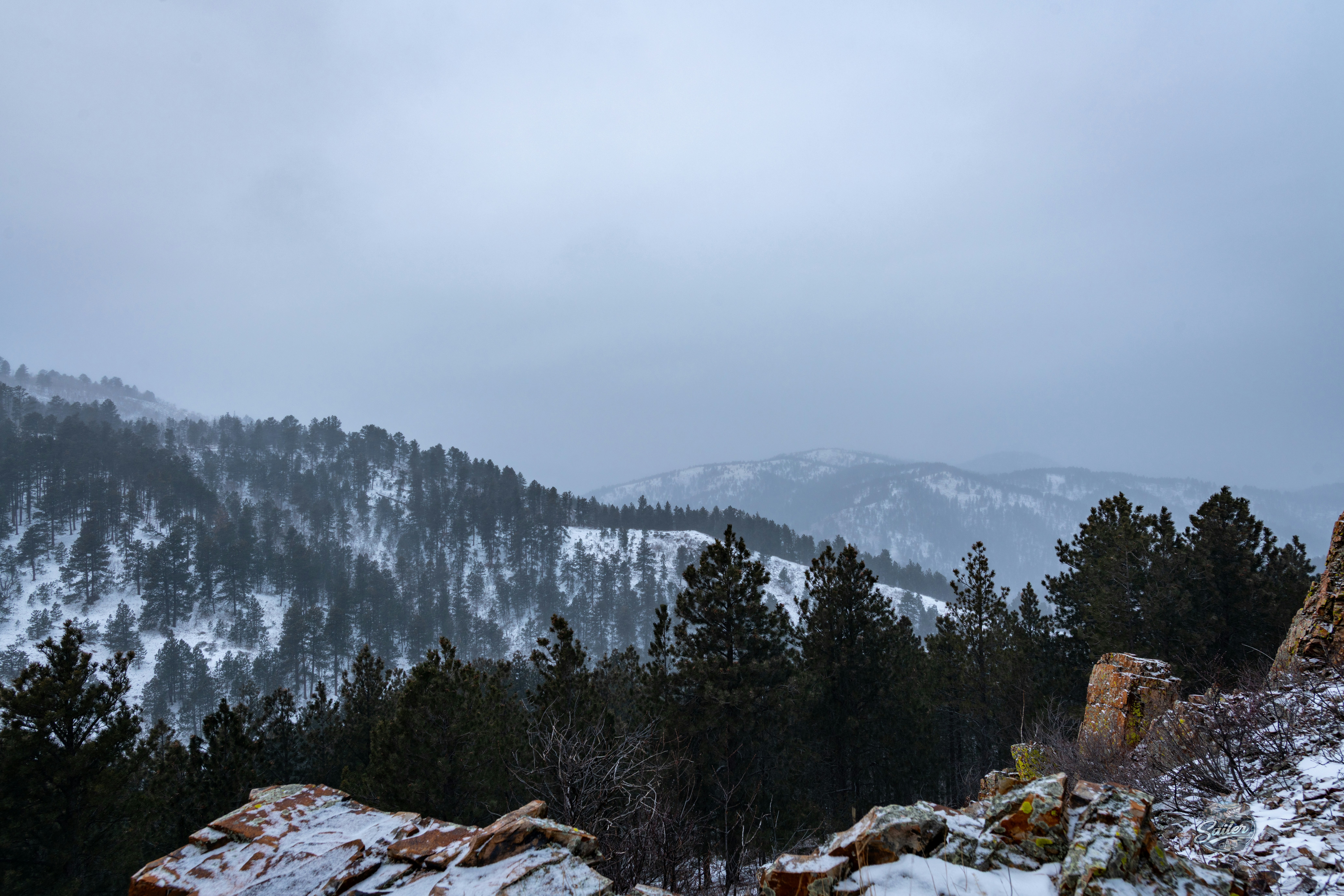Bosque de pinos cubierto de nieve en un día nublado.
