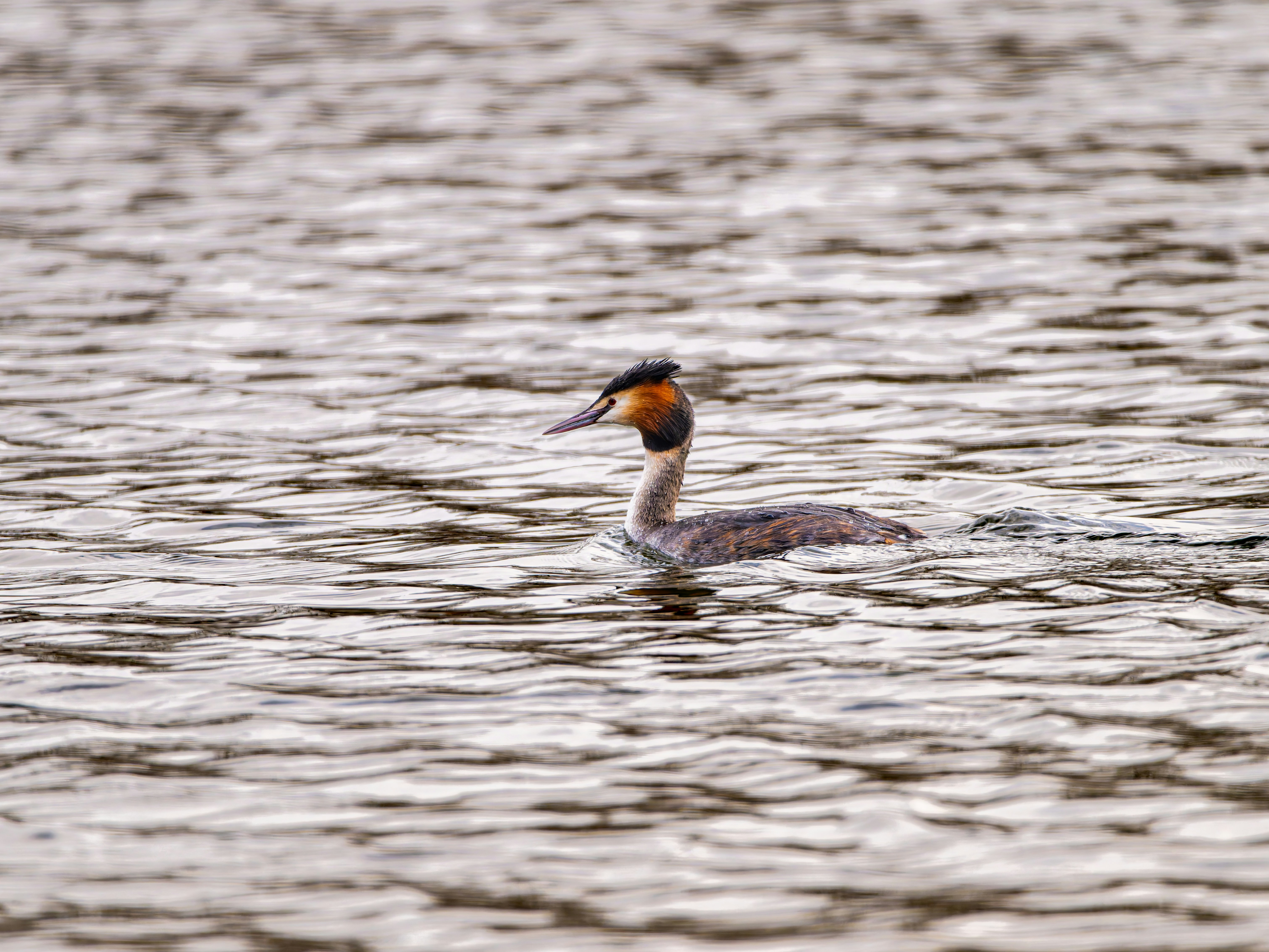 A great crested grebe swims on rippling water.
