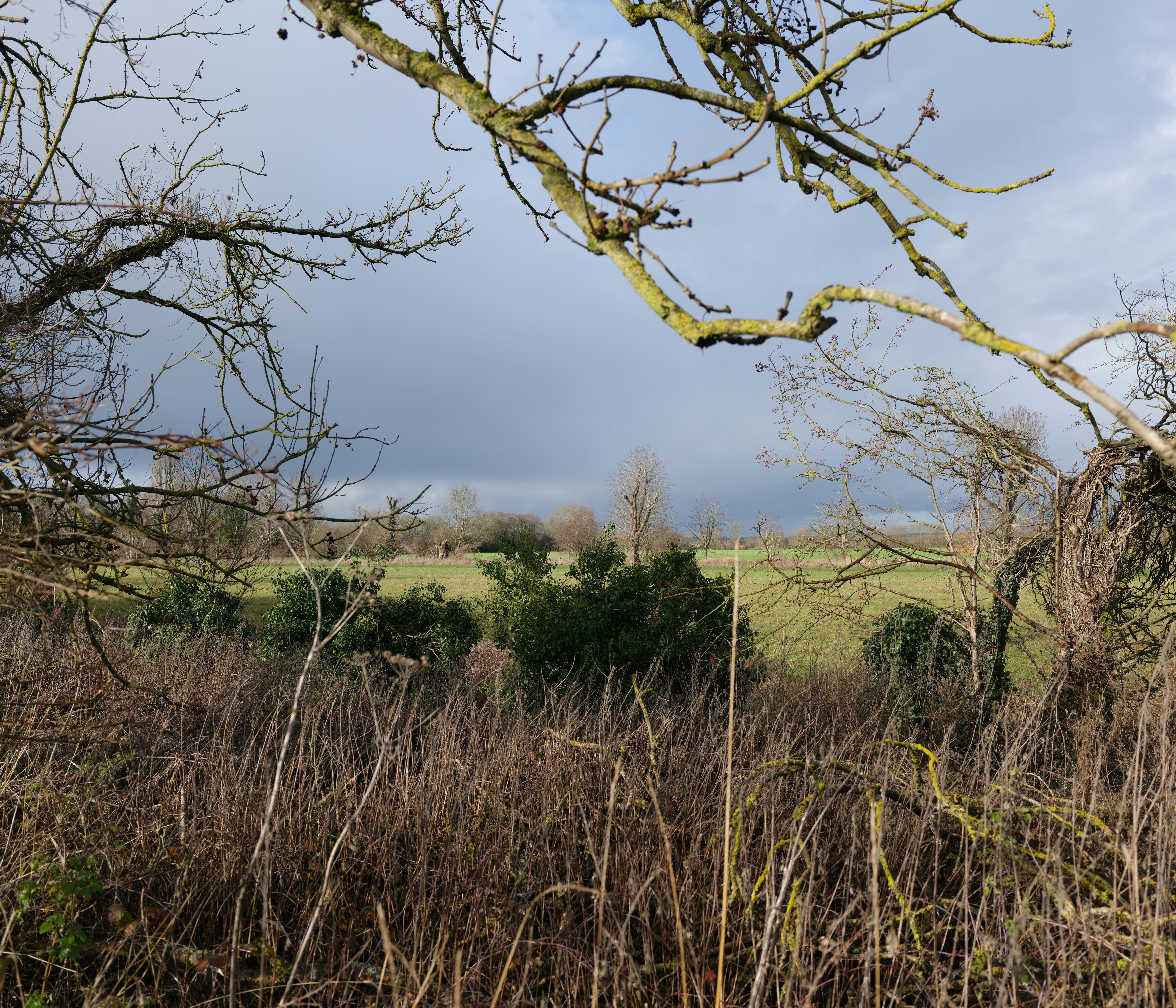 Overcast sky above a grassy field and trees.