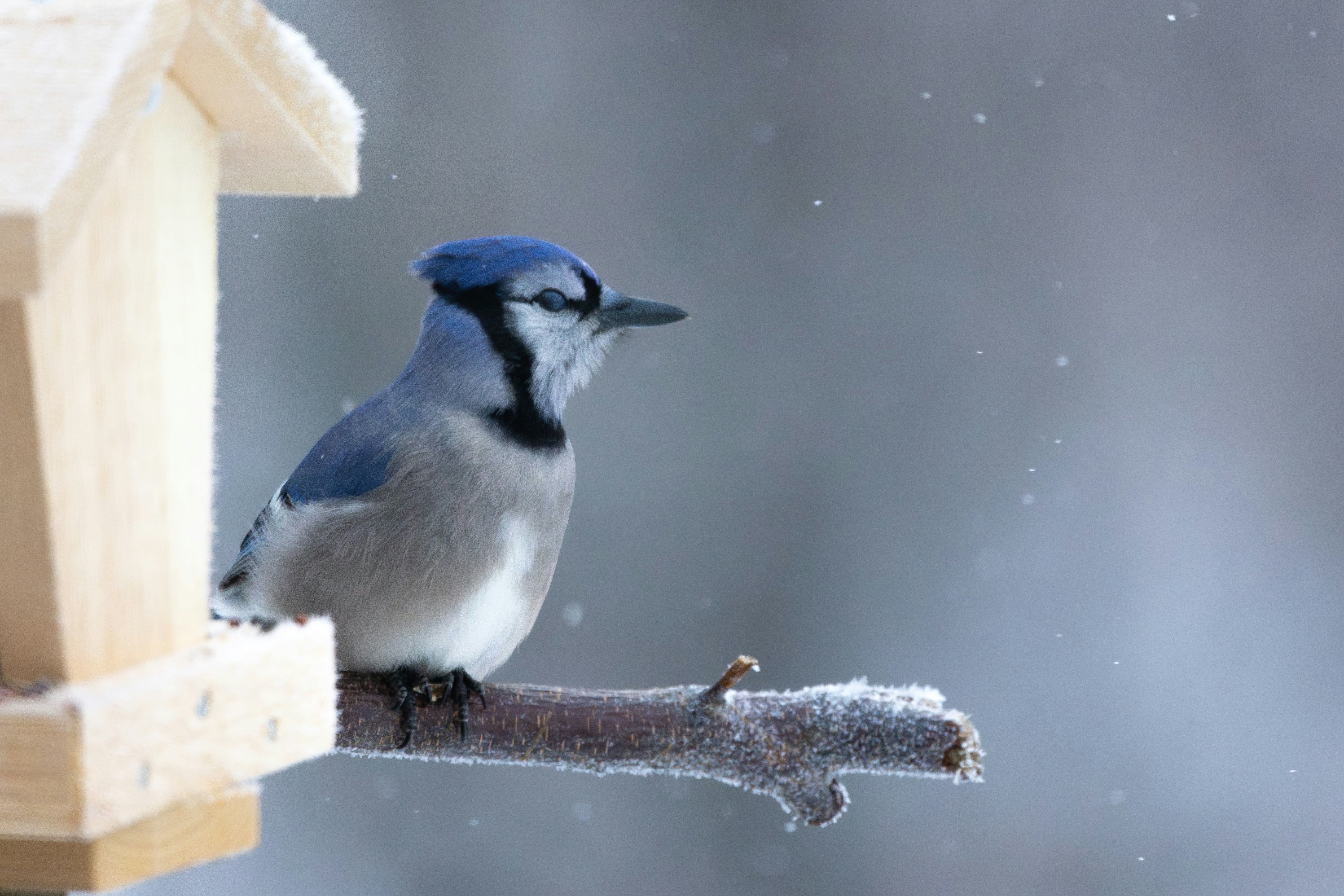 Photo by dallaspenner