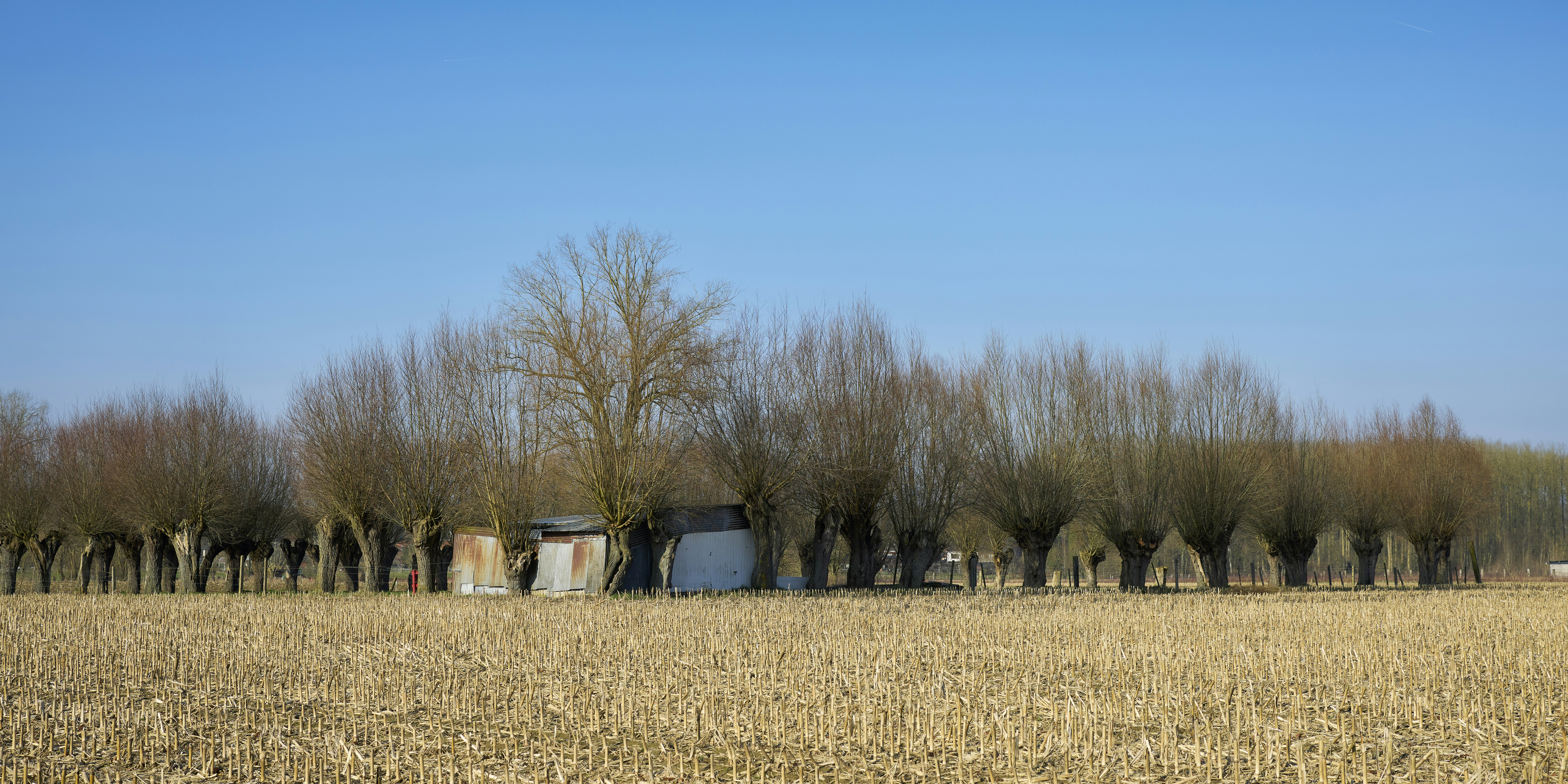 Des arbres nus dans un champ sous un ciel bleu clair.