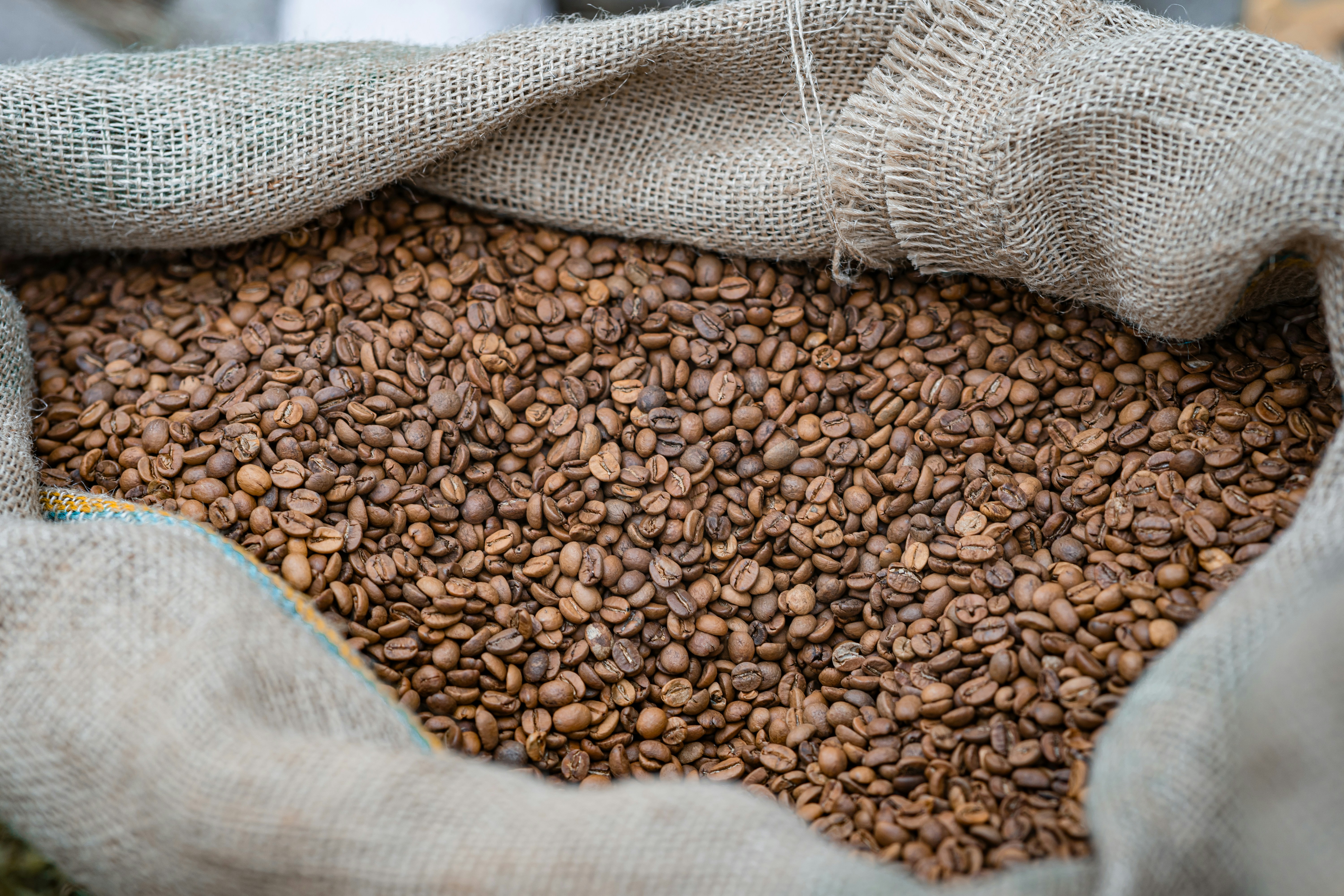 A close-up of roasted coffee beans in a burlap sack