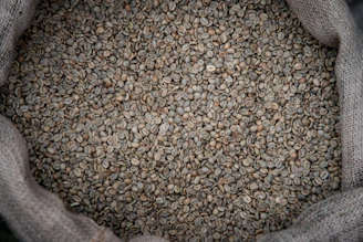 Unroasted coffee beans filling a burlap sack
