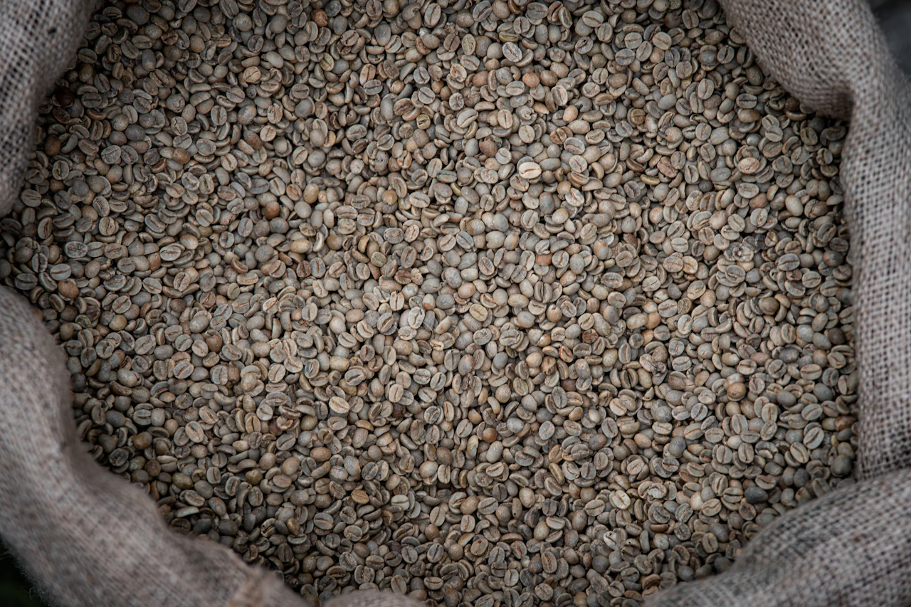 Unroasted green coffee beans, representative stock photograph
