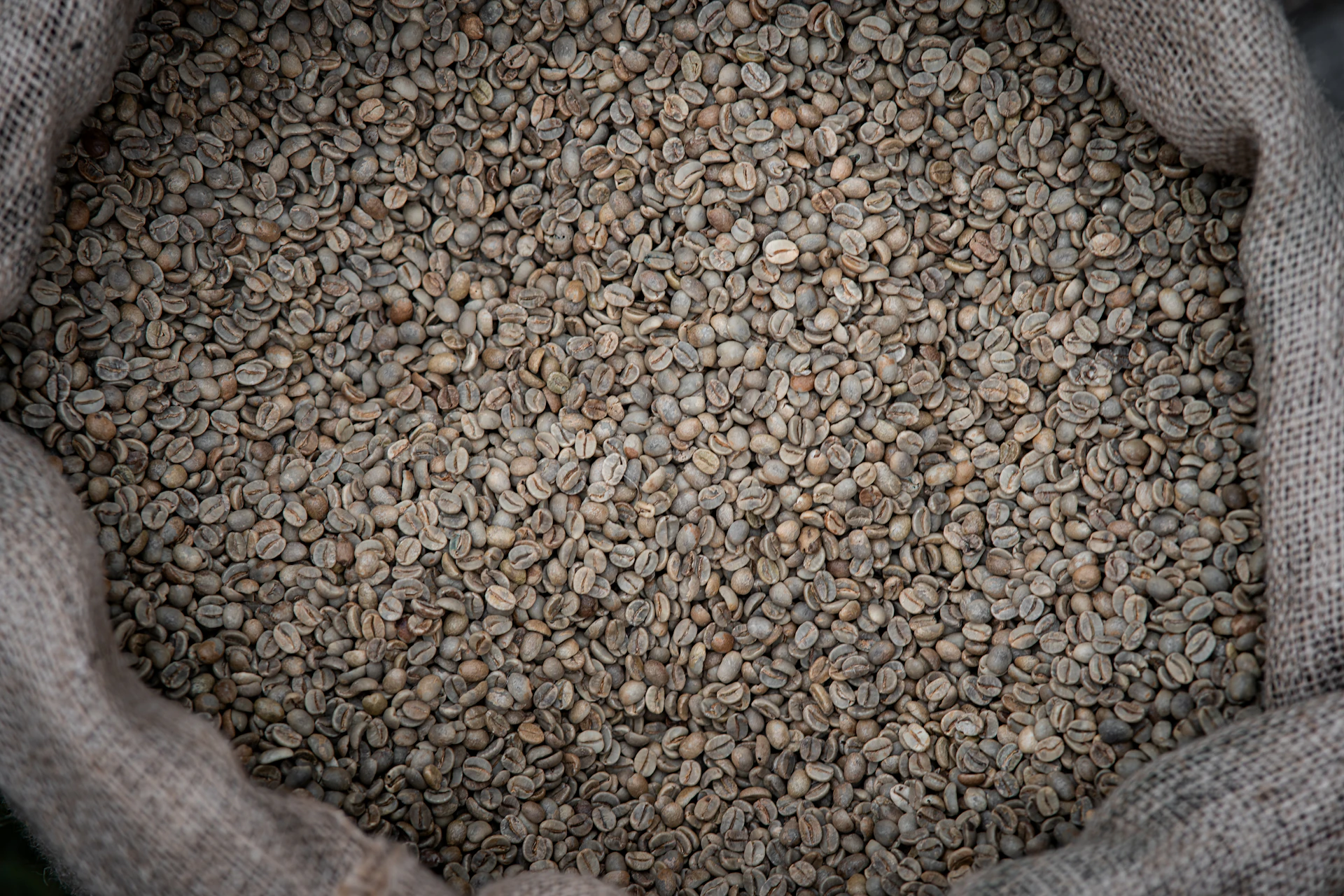 Raw green coffee beans filling a burlap sack, Indonesian export quality