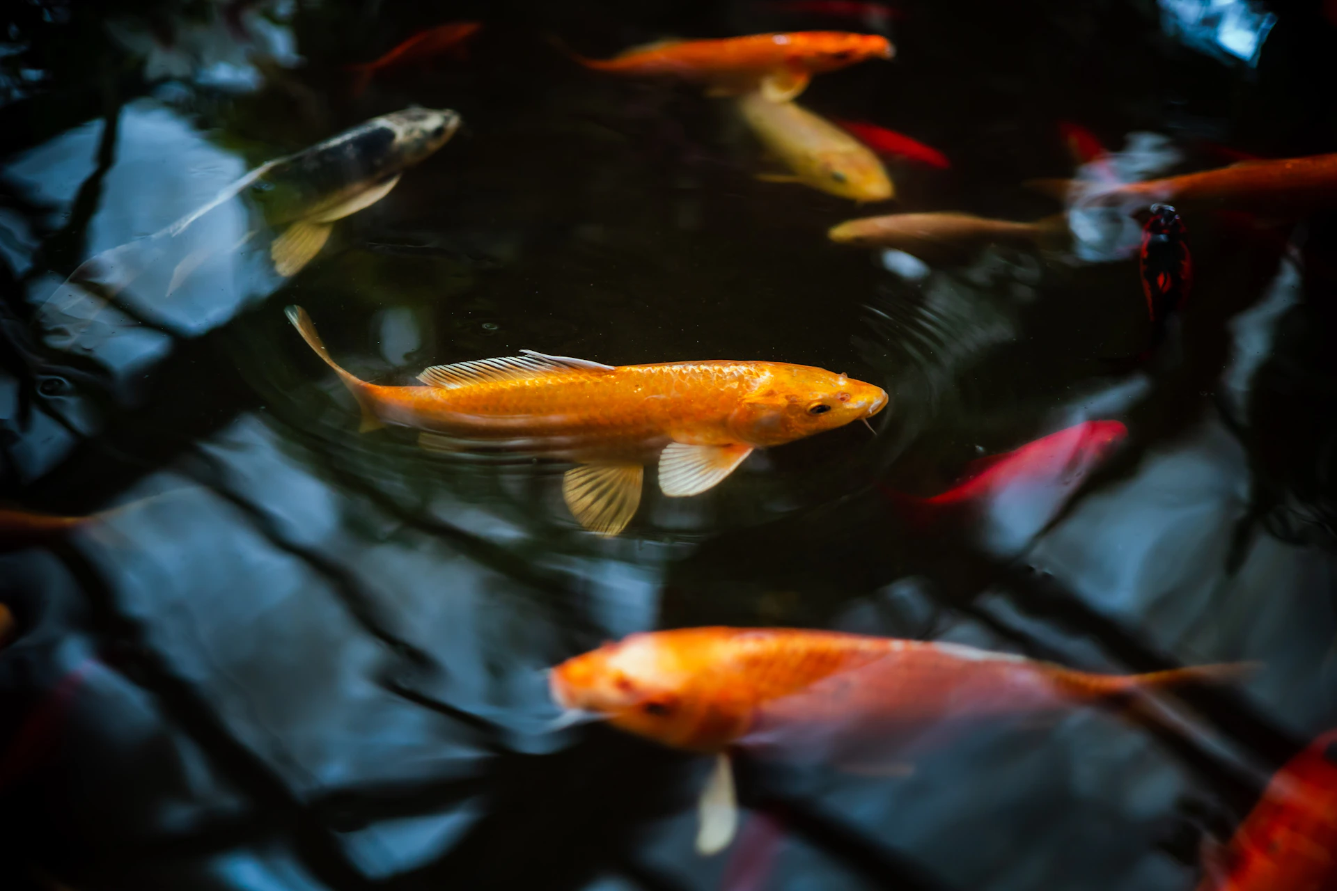 Several colorful koi fish swimming in dark water