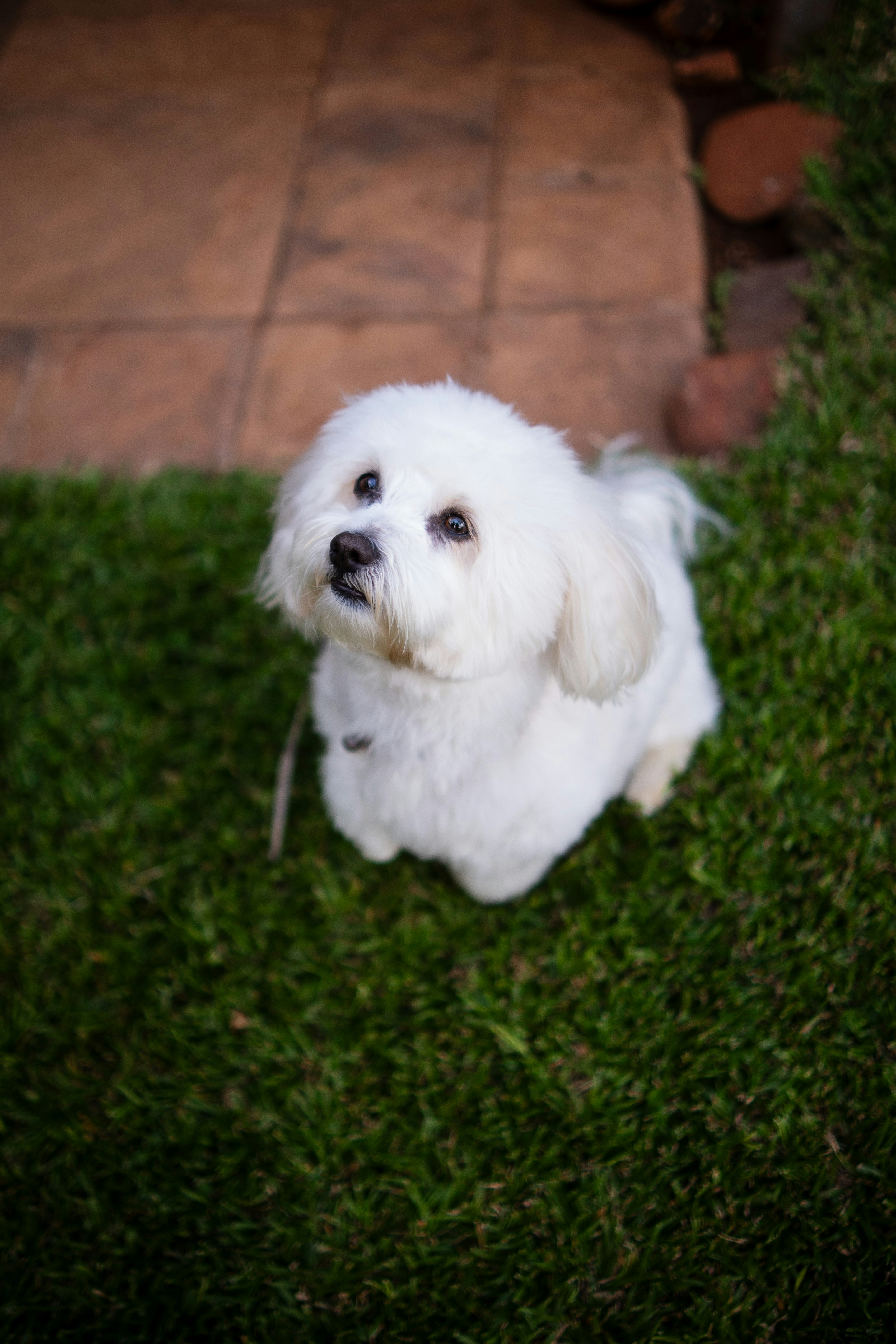 Ein kleiner weißer Hund sitzt auf grünem Gras.