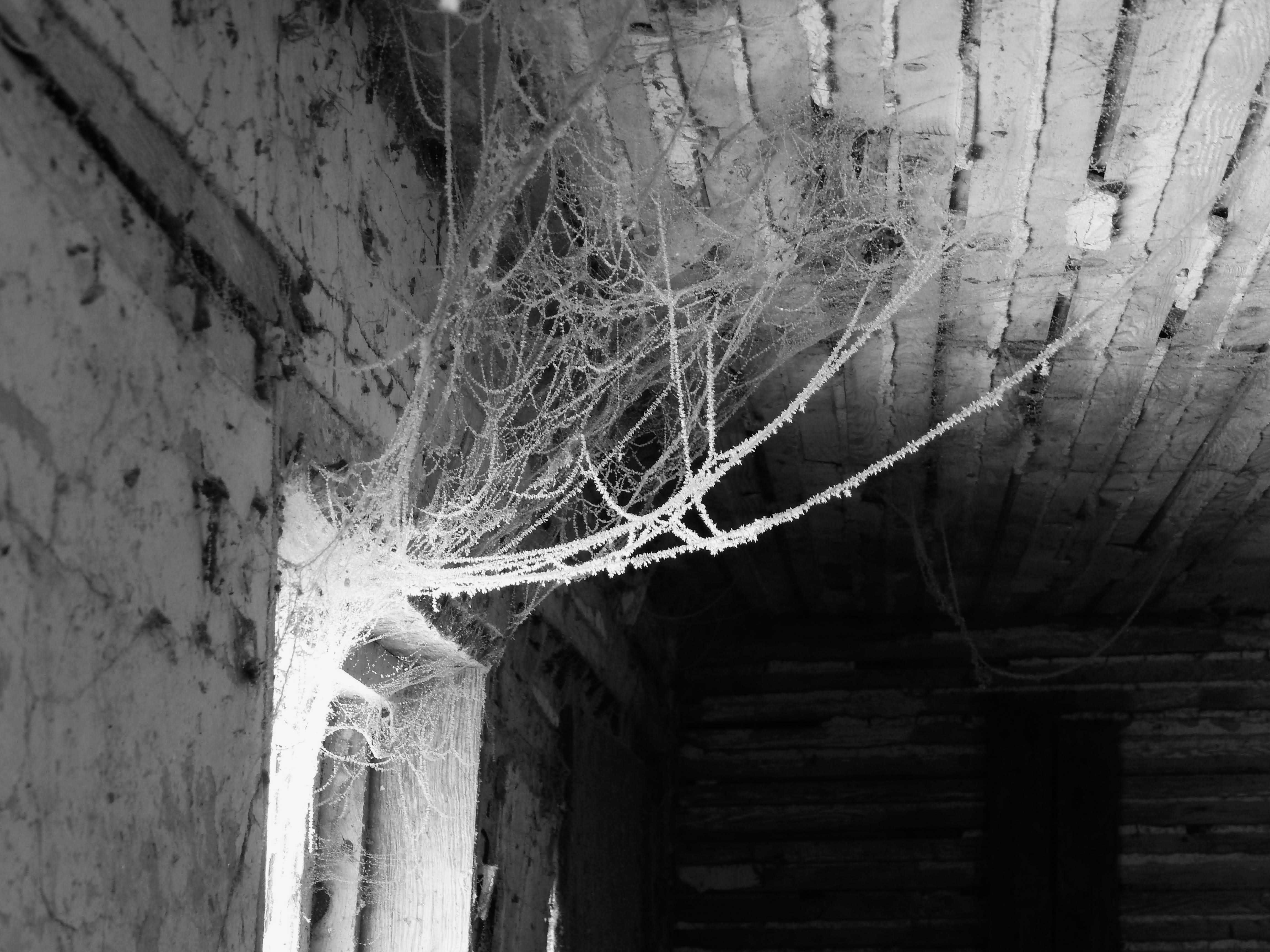 Photo by scarlettweiss