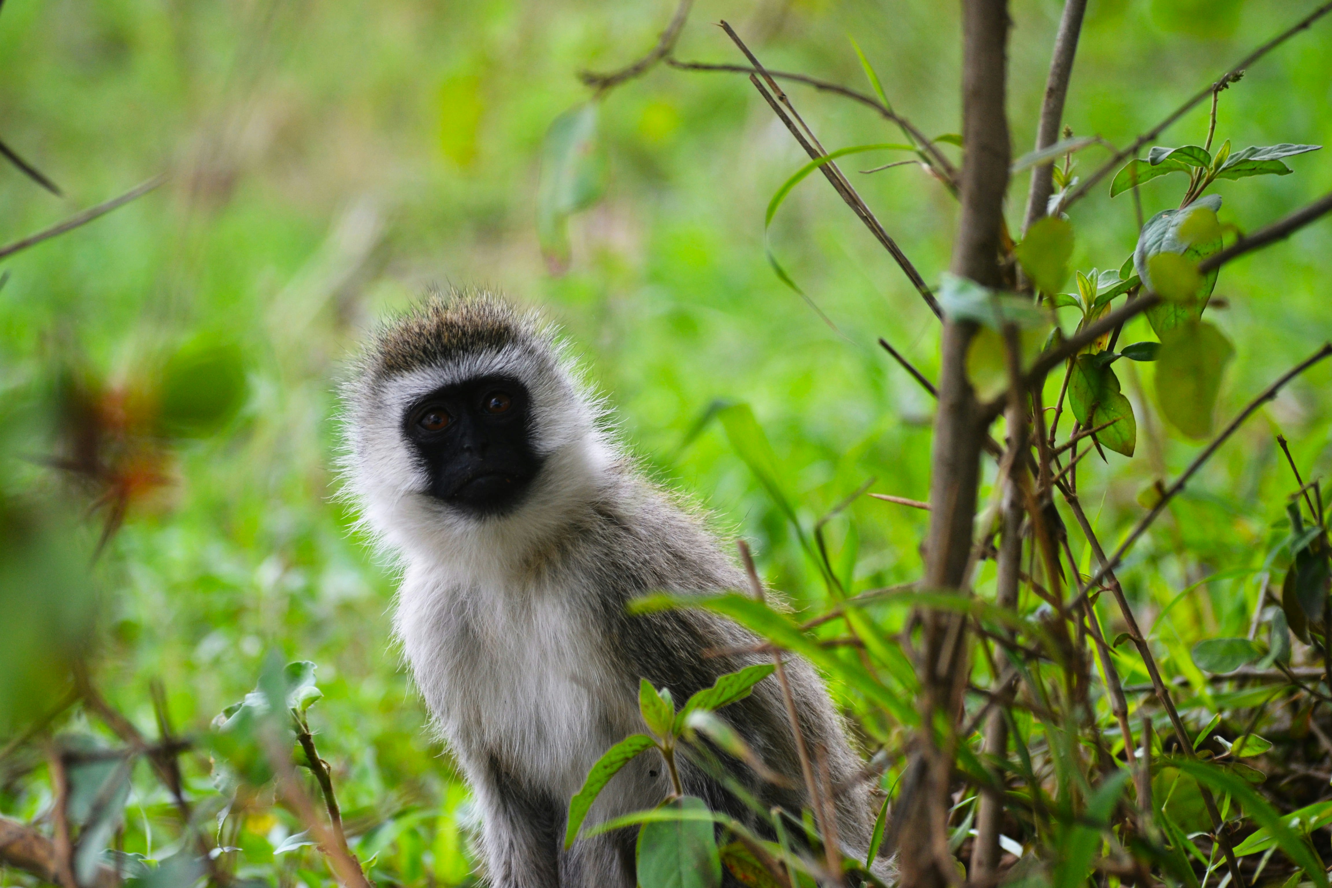 A vervet monkey sits in tall green grass