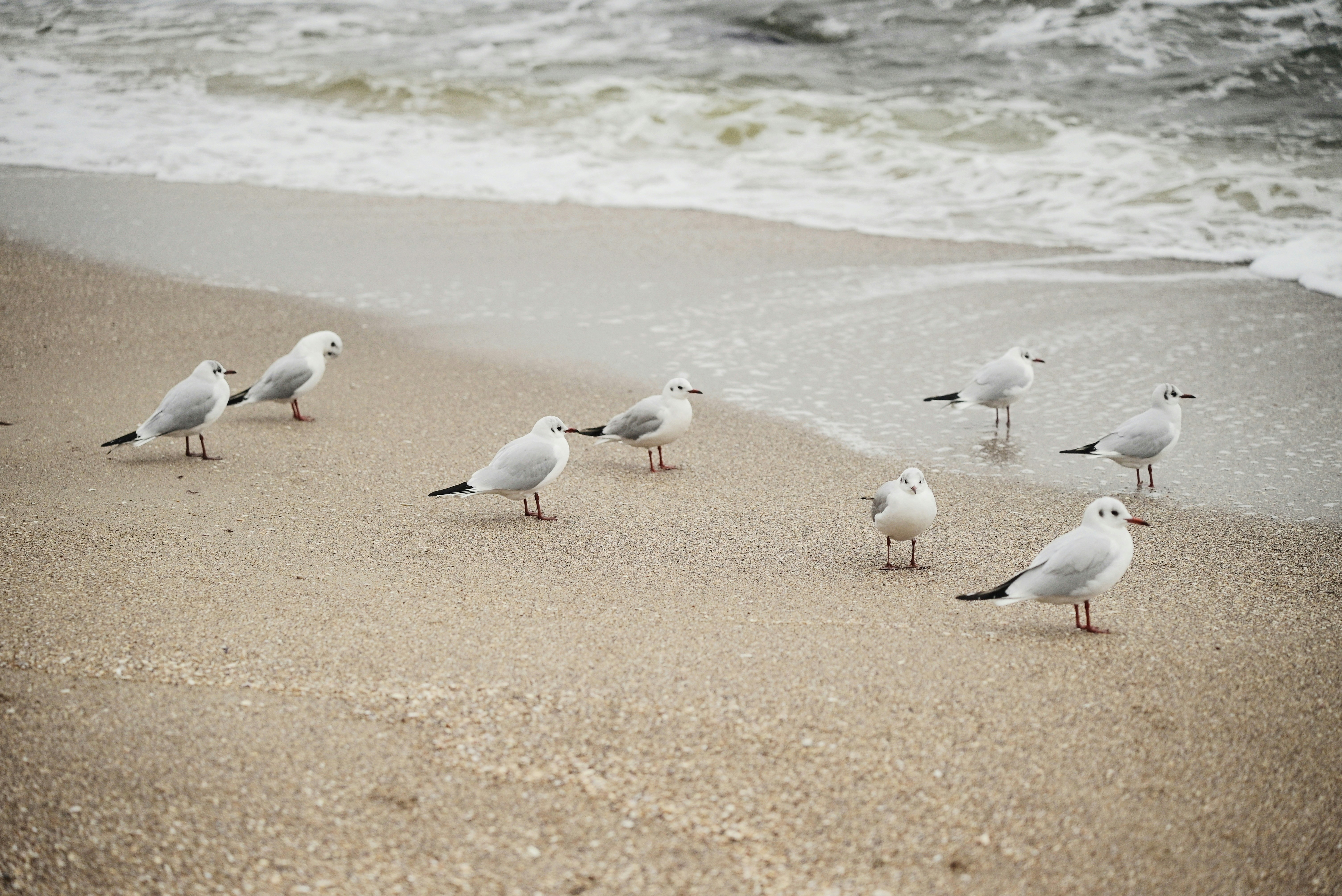 Several seagulls stand on a sandy beach near the ocean.