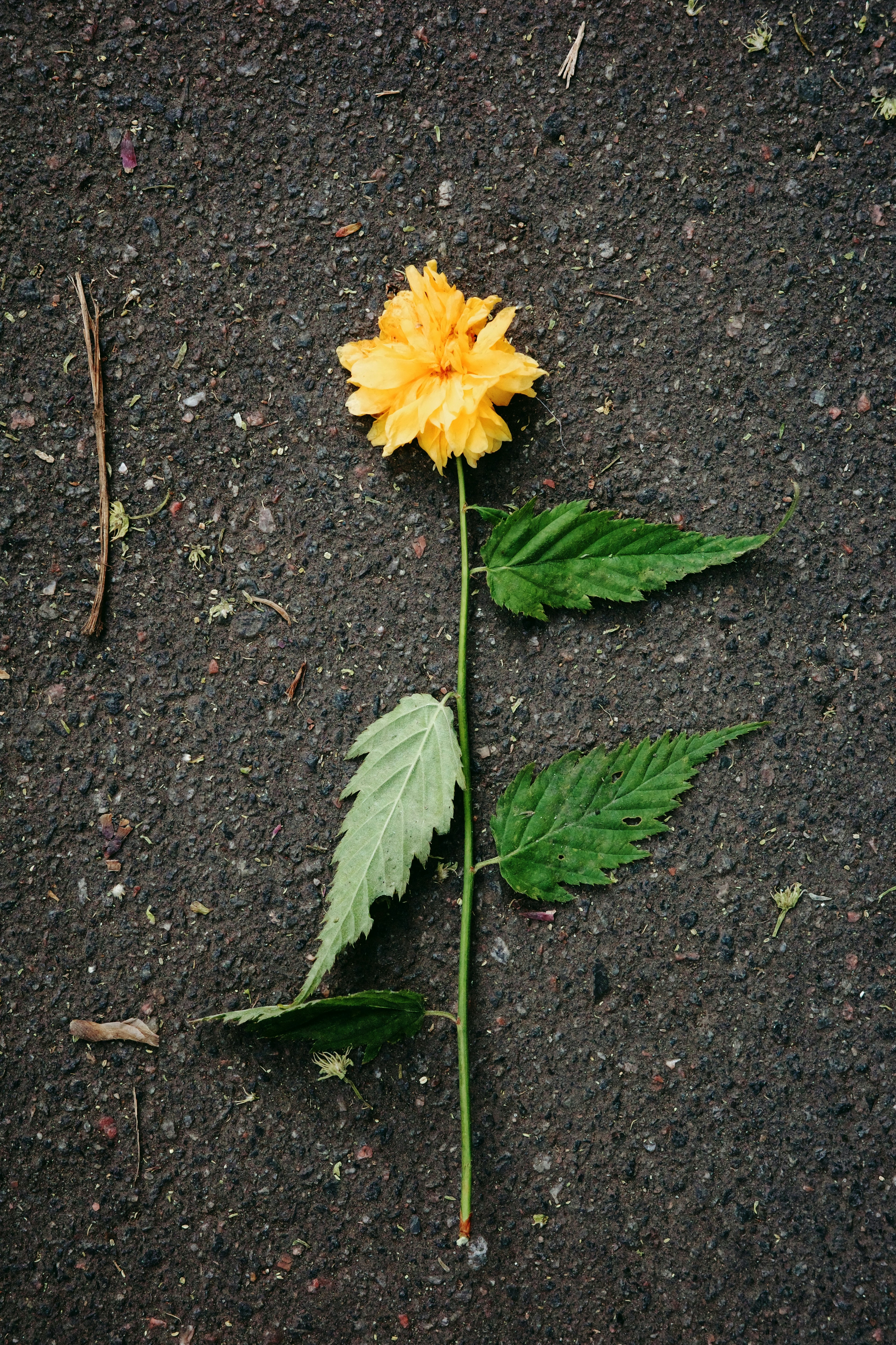 A single yellow flower lies on dark asphalt.
