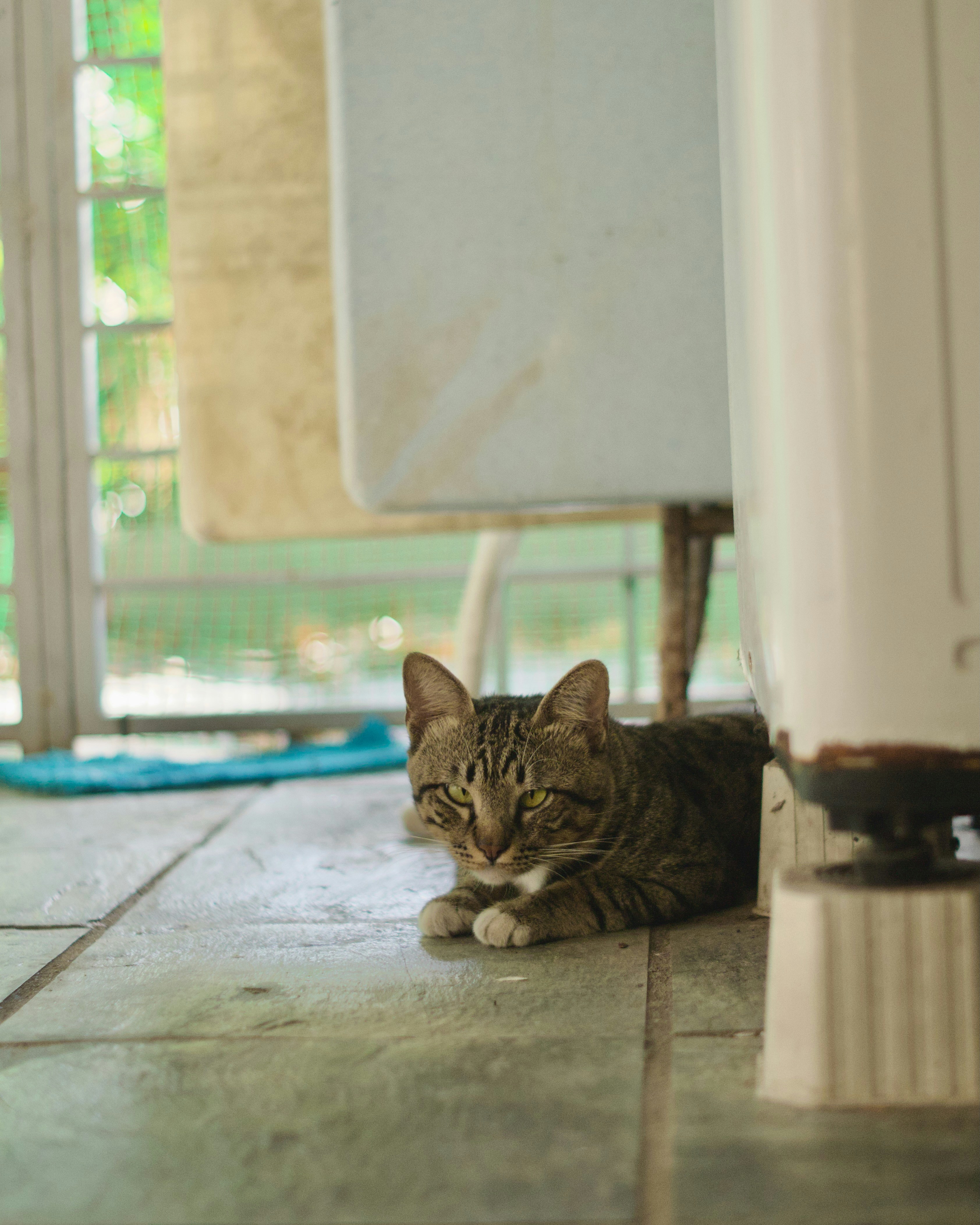 A tabby cat rests on a tiled floor.