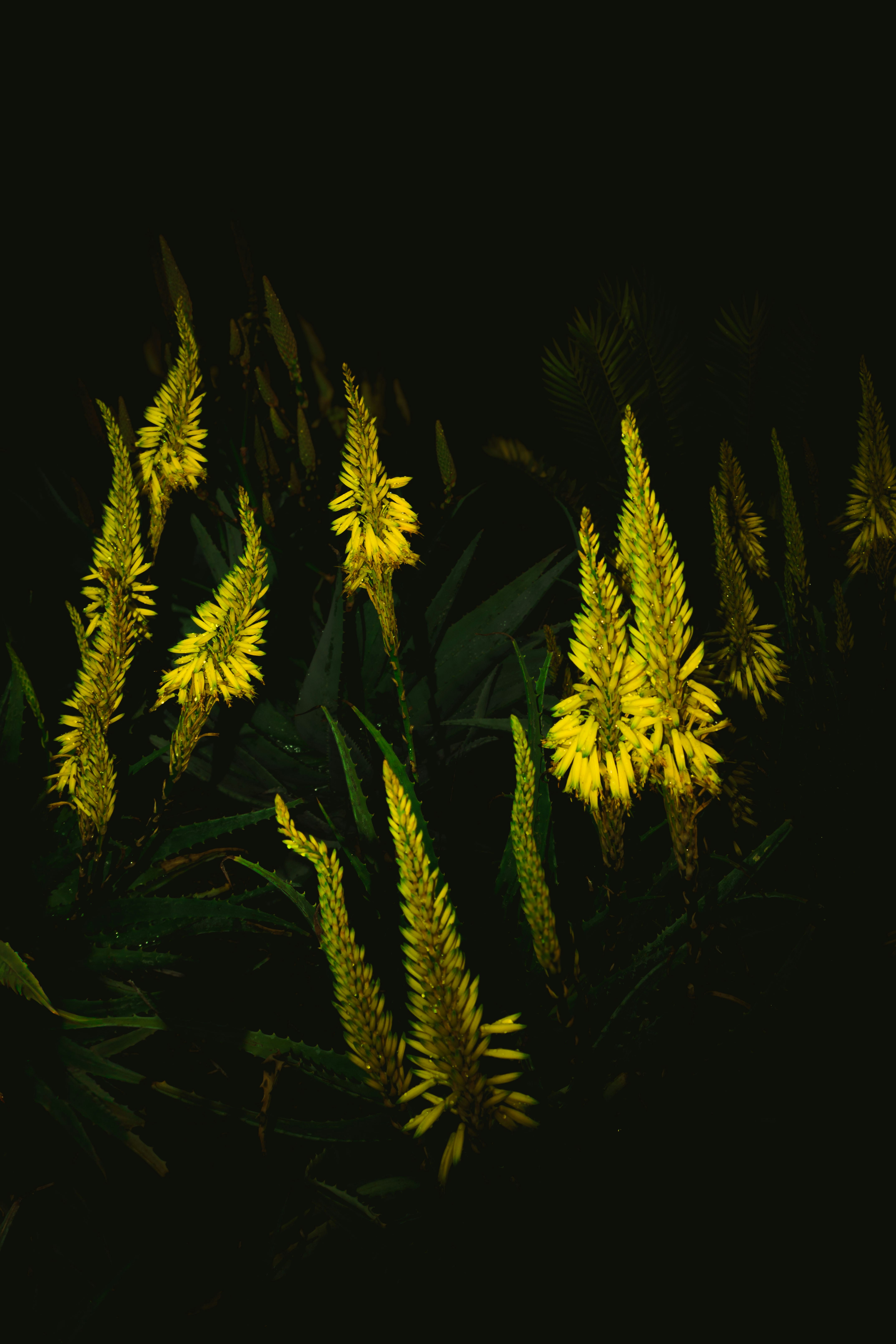 I fiori gialli sbocciano al buio