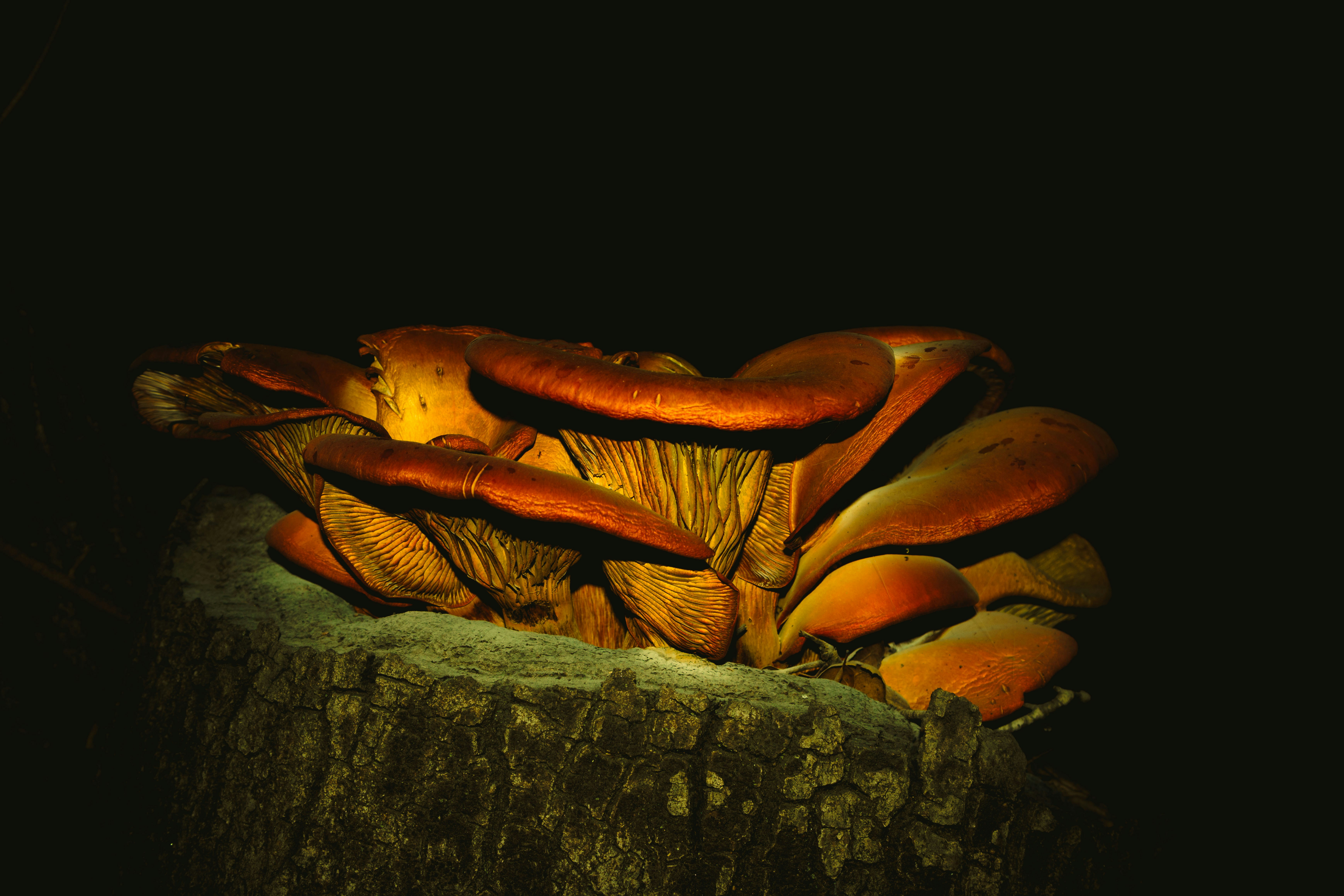 Orange mushrooms growing on a tree stump