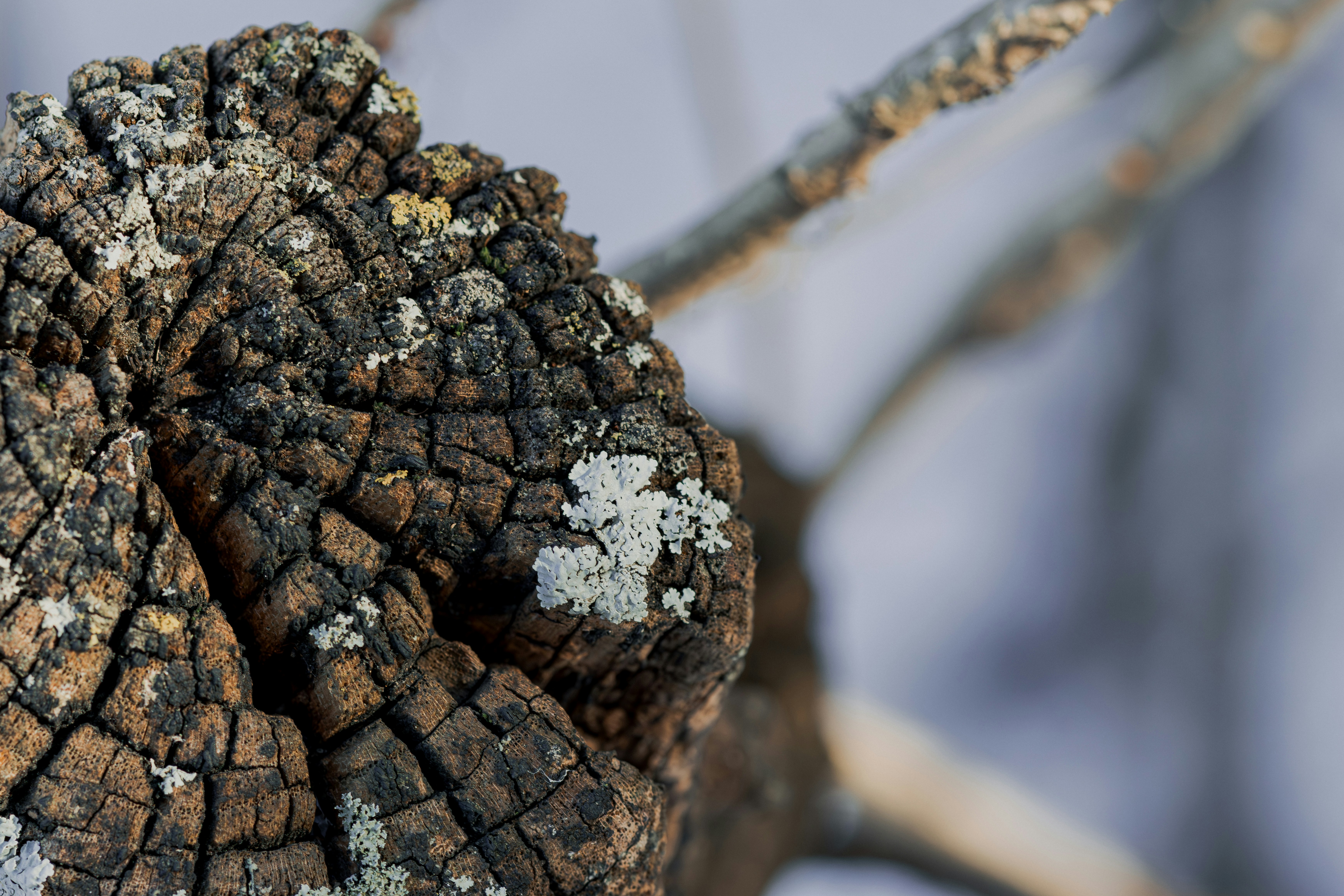 Close-up of weathered wood with lichen growth