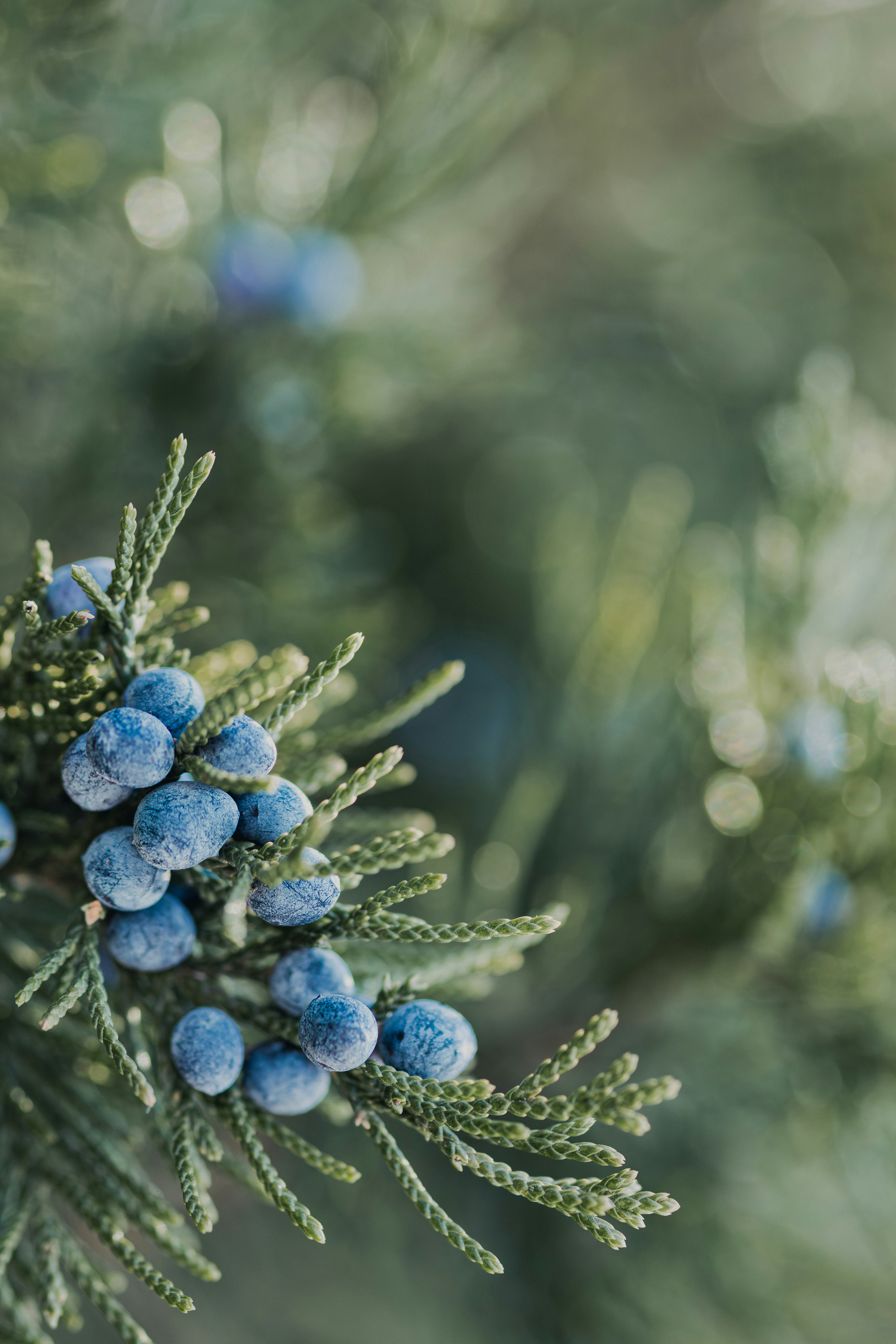 Close-up of blue berries on a juniper tree branch.