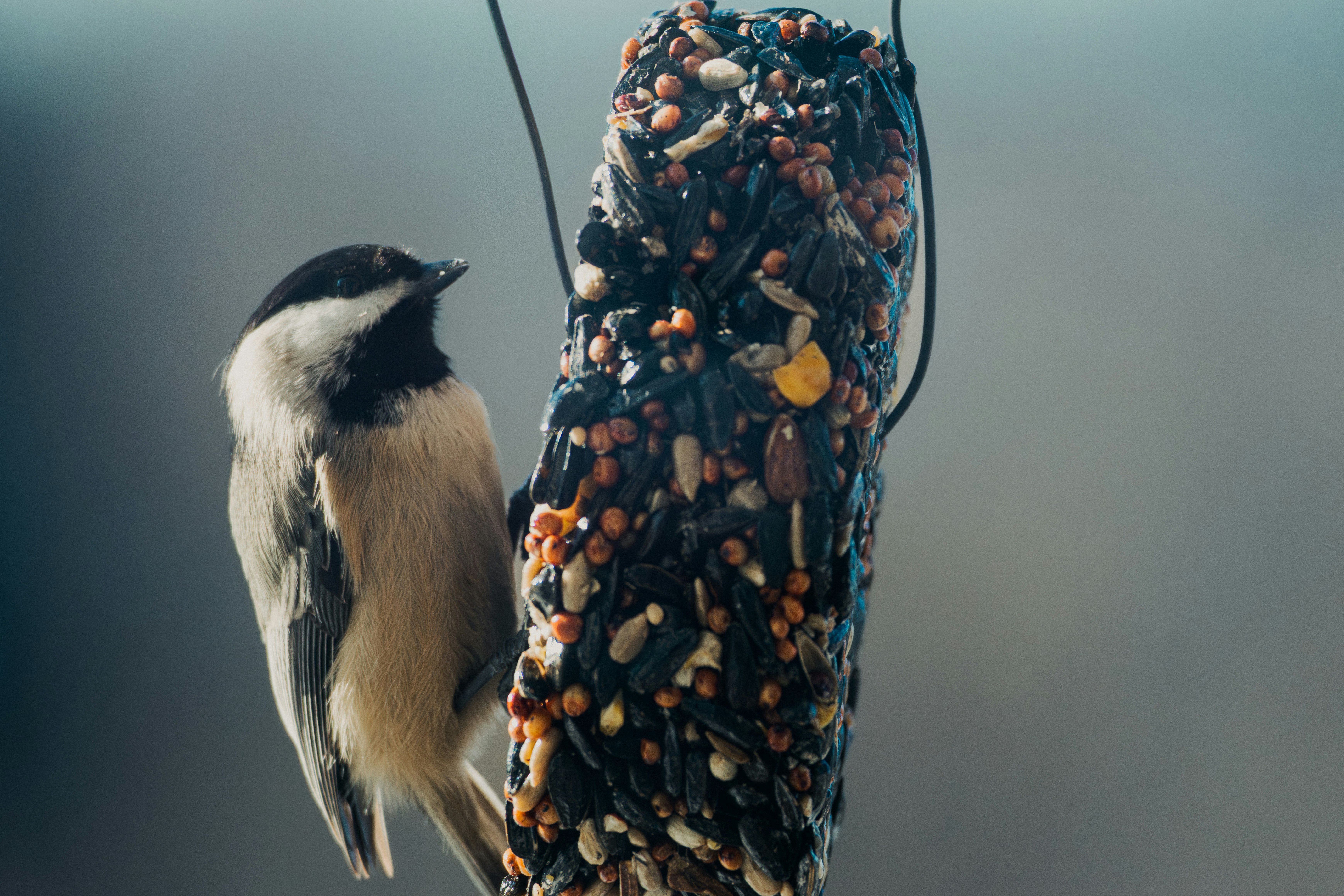 Best Seed Mix for Small Birds: Expert Nutrition Guide