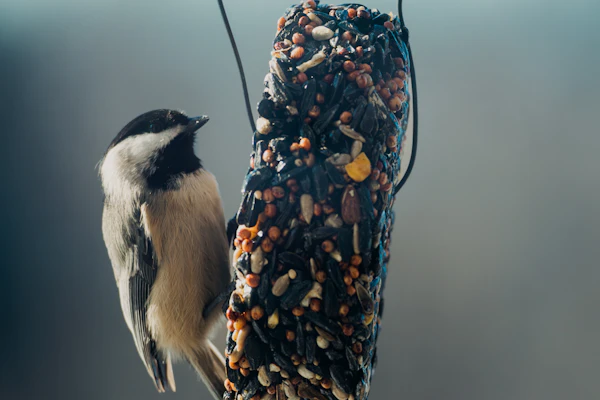 Chickadee at a seed feeder