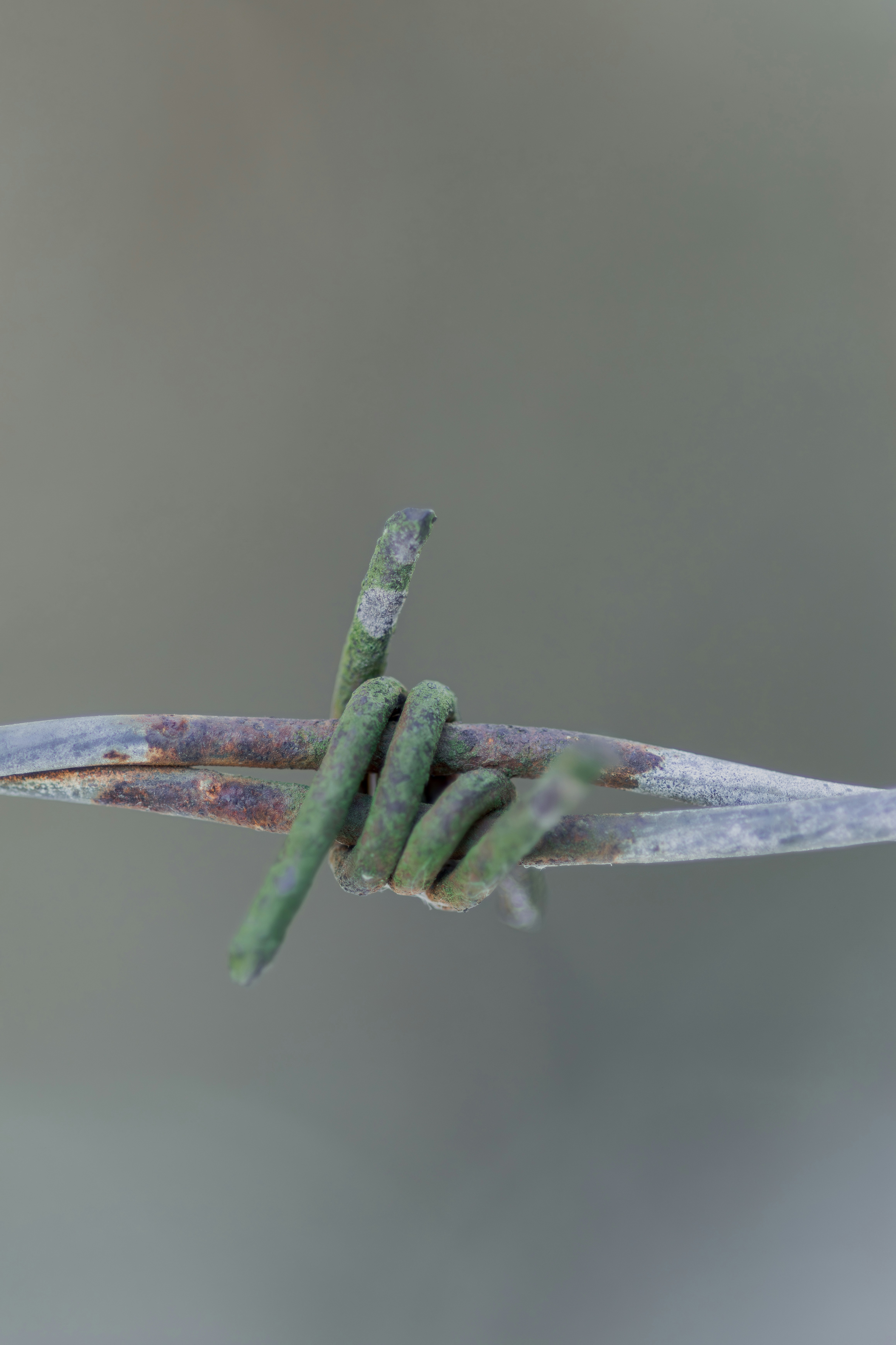 Close-up of rusty barbed wire with green paint.