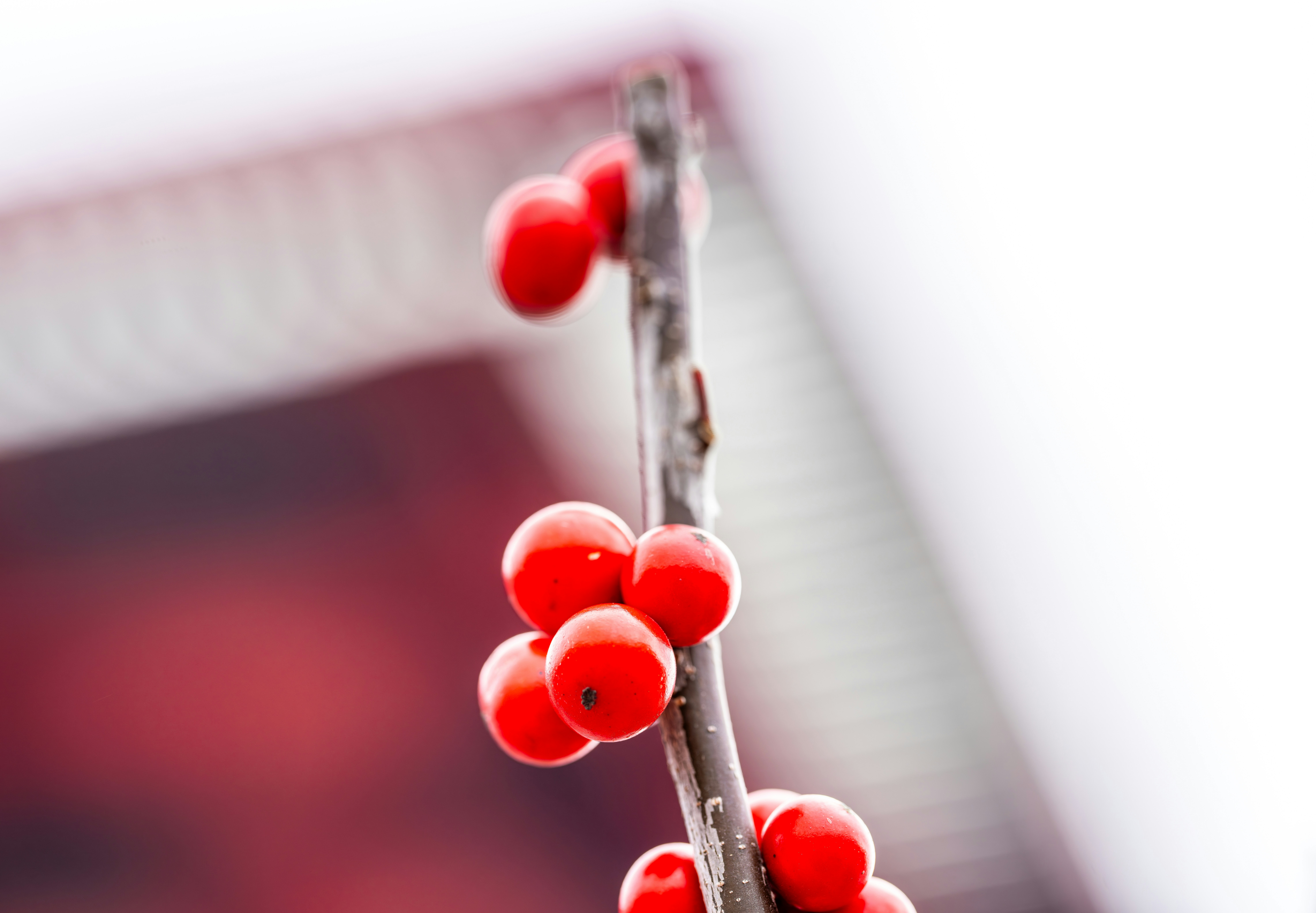 Bagas vermelhas em um galho fino com fundo borrado