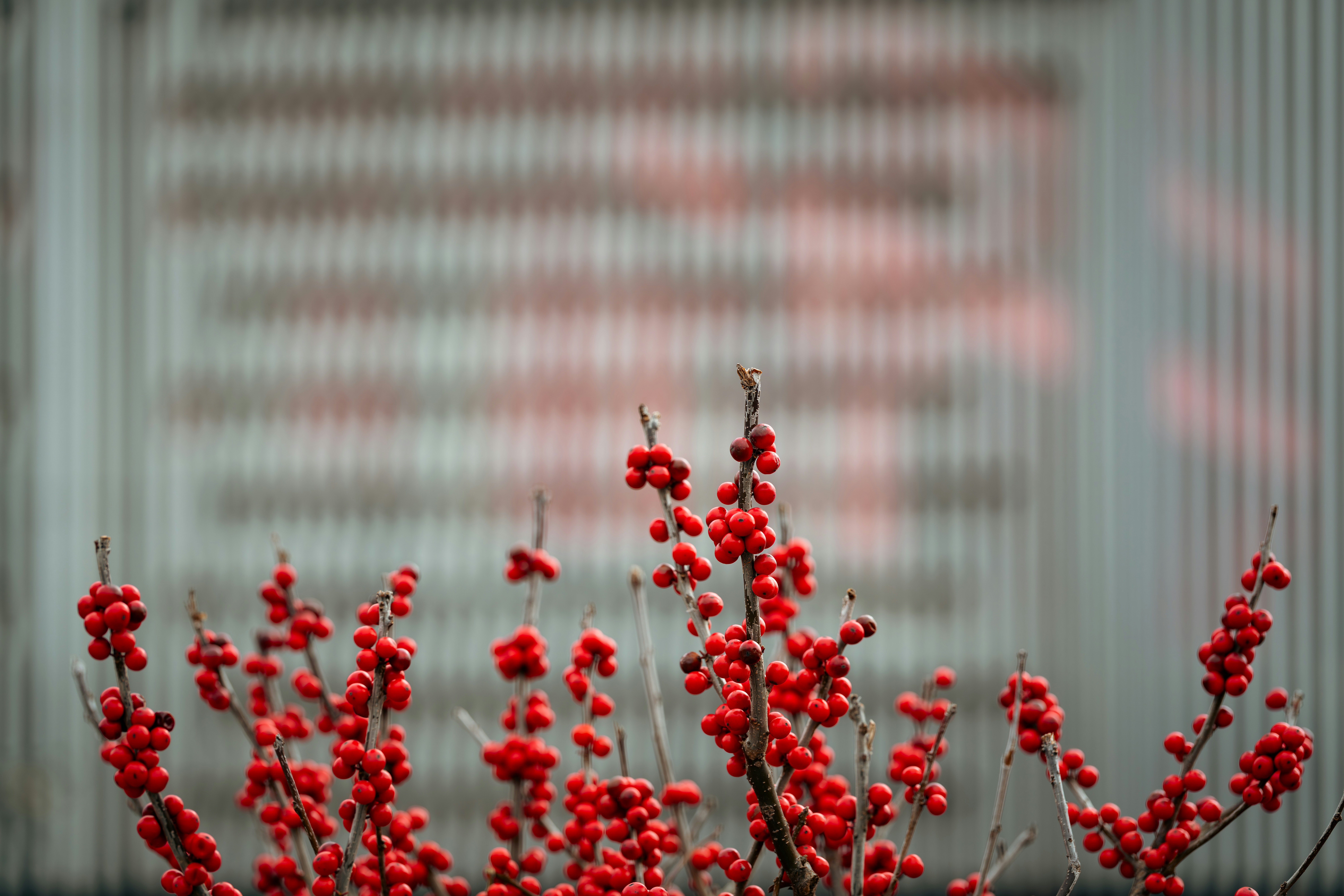 Bagas vermelhas nos galhos com fundo borrado
