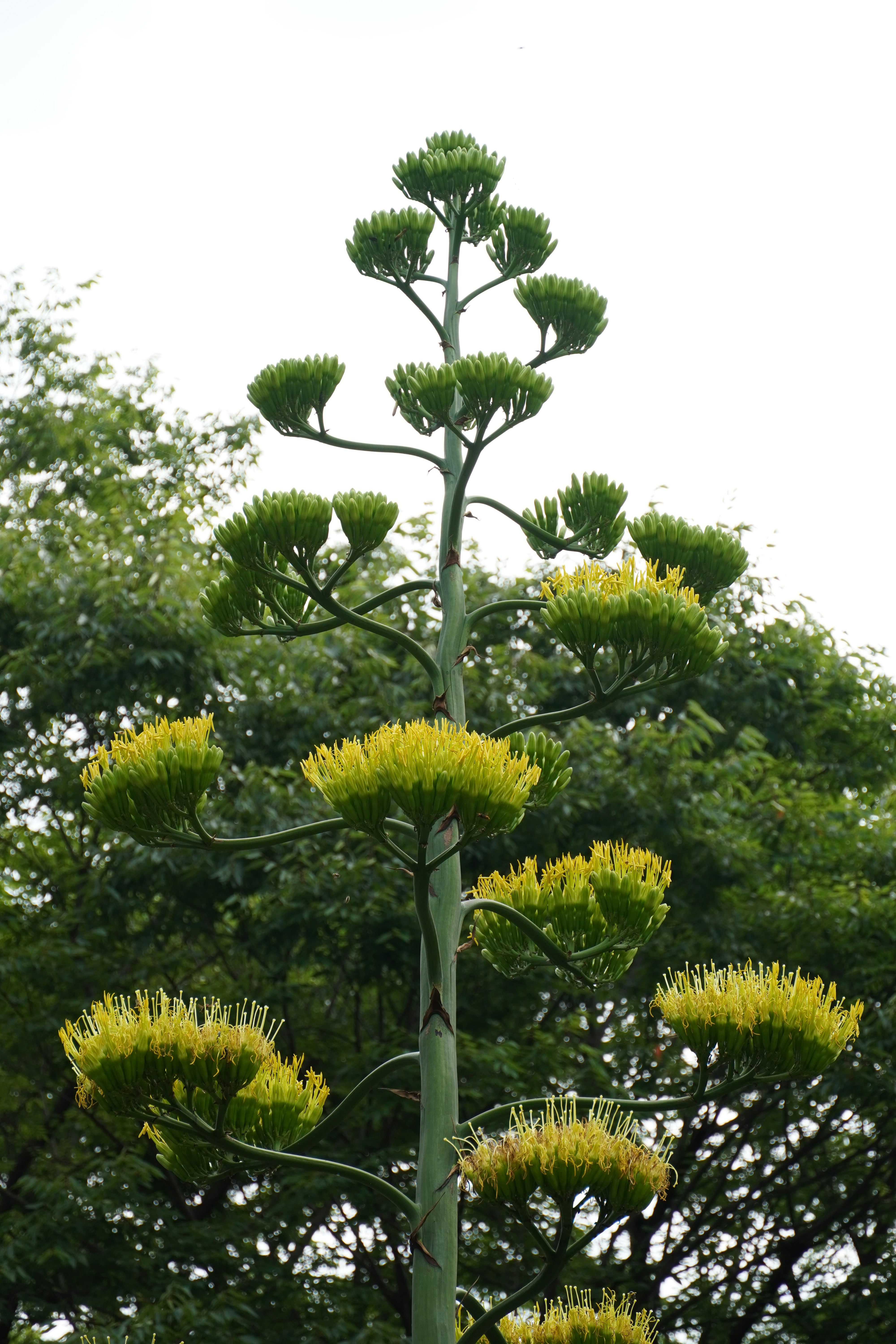 Tall agave plant stalk with yellow flowers blooming