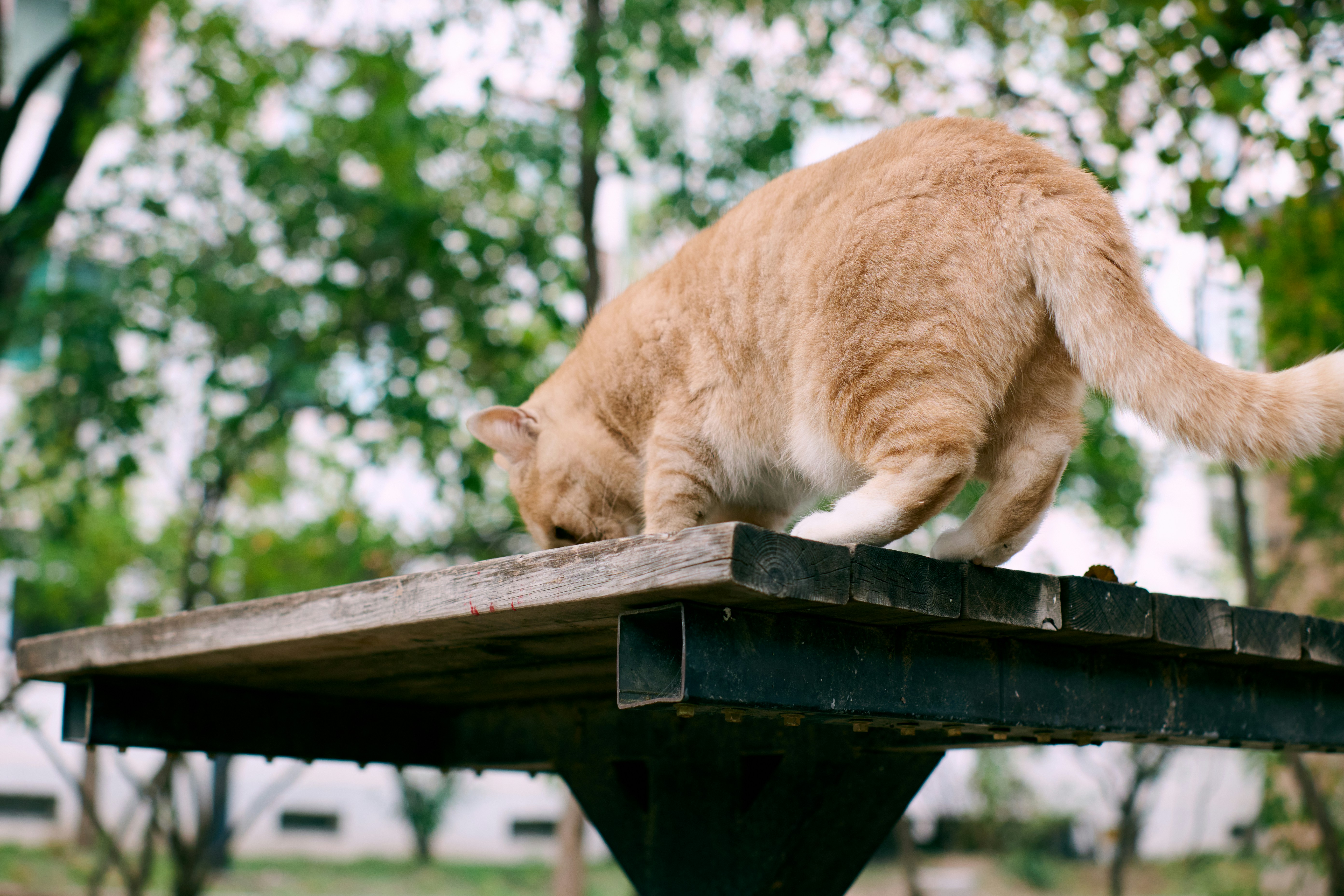 An orange cat sniffing a wooden surface outdoors