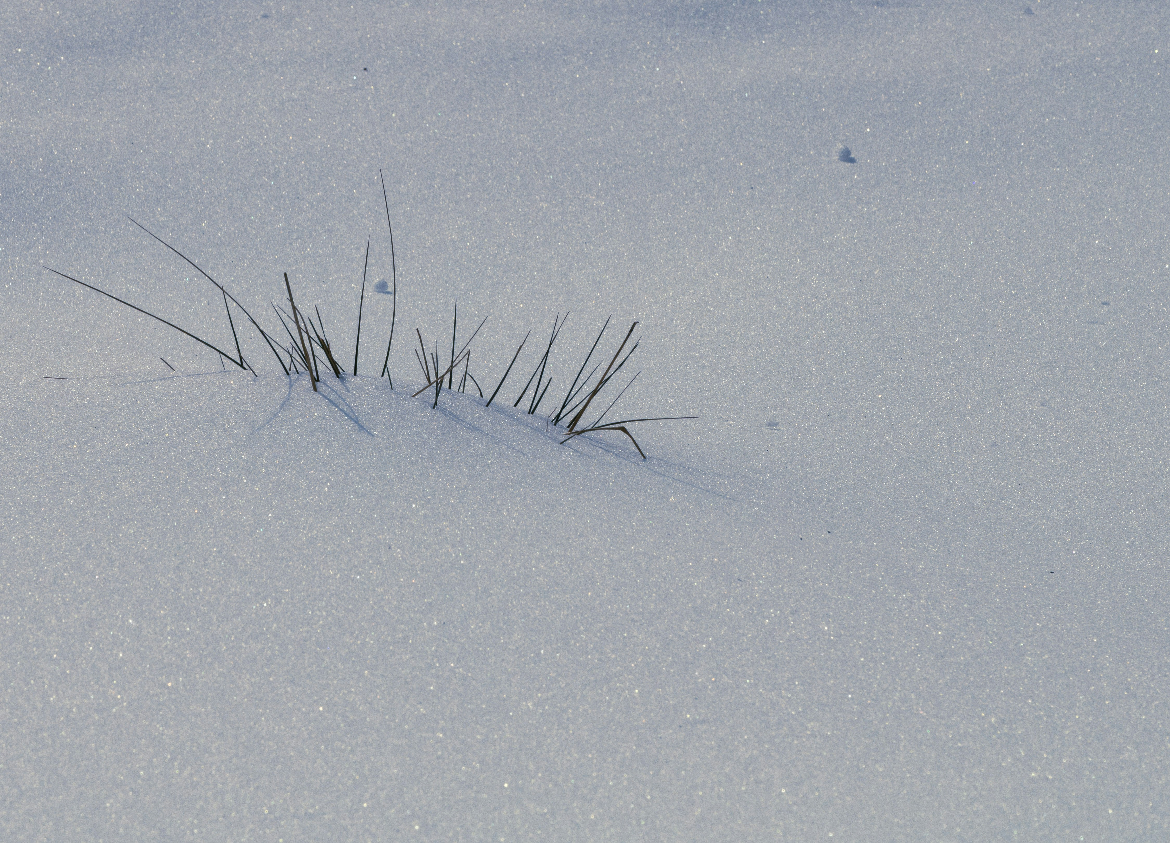 Photo by sriniunsplash