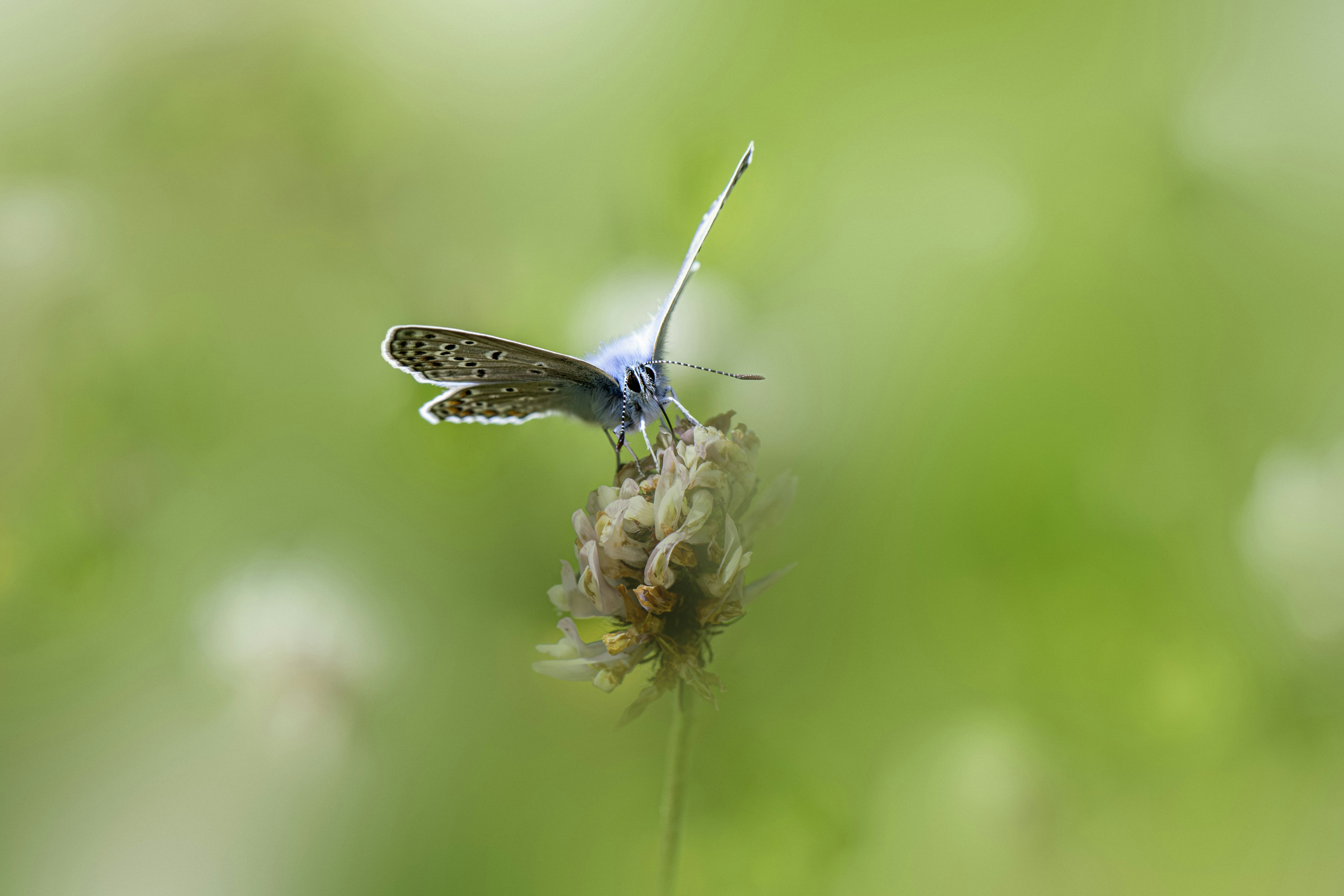 Photo by erik_karits