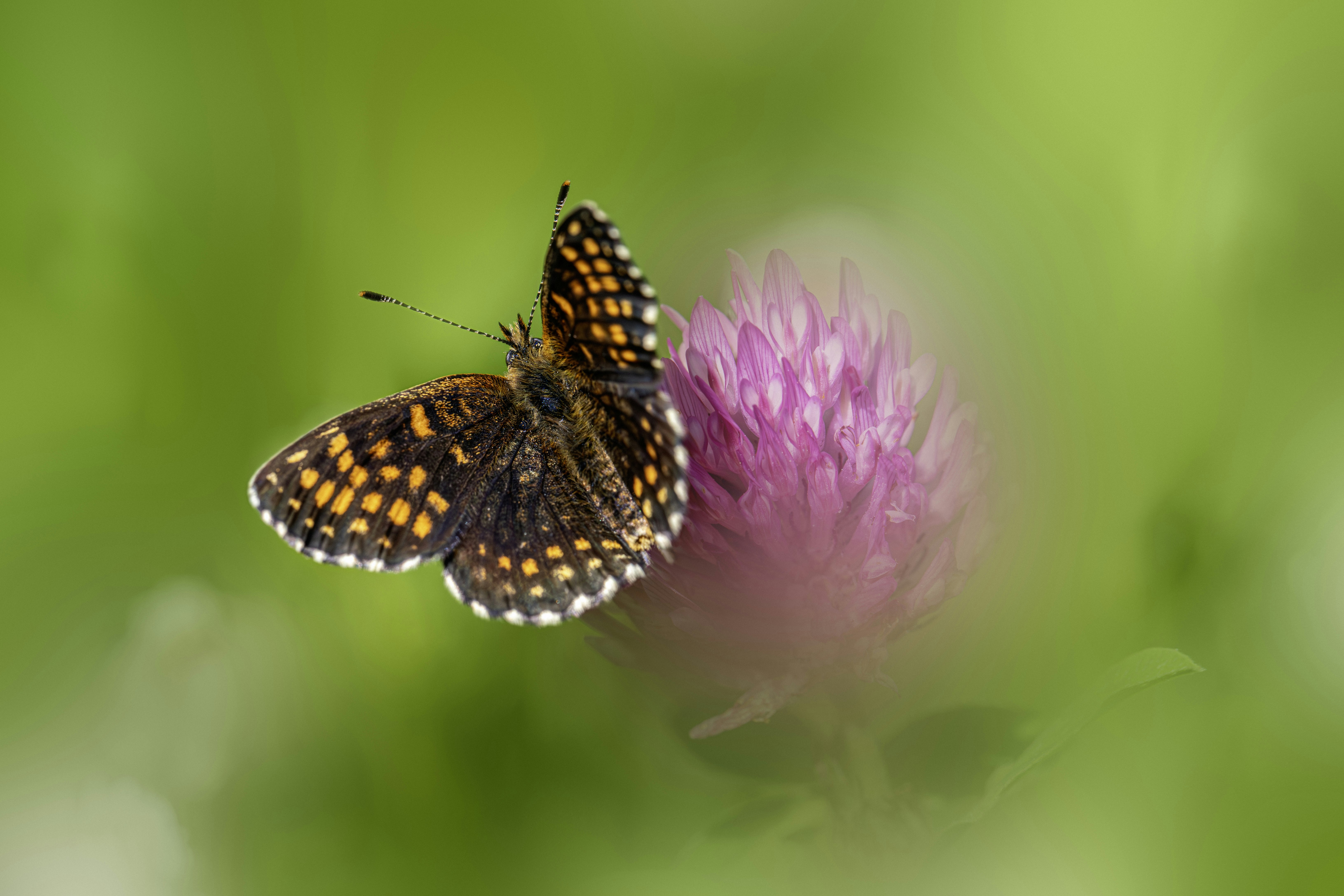 Photo by erik_karits