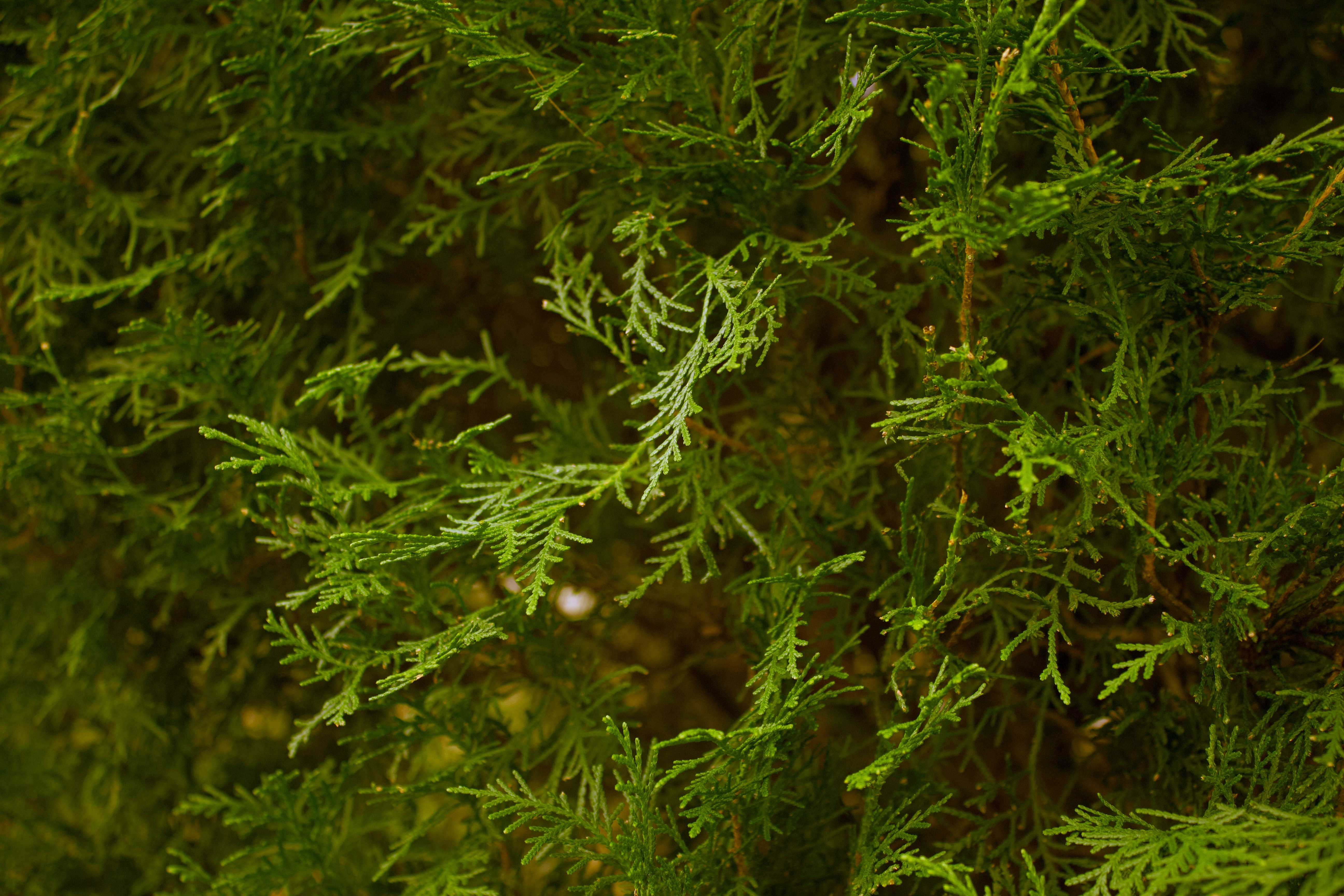 Close-up of green evergreen foliage with delicate branches.