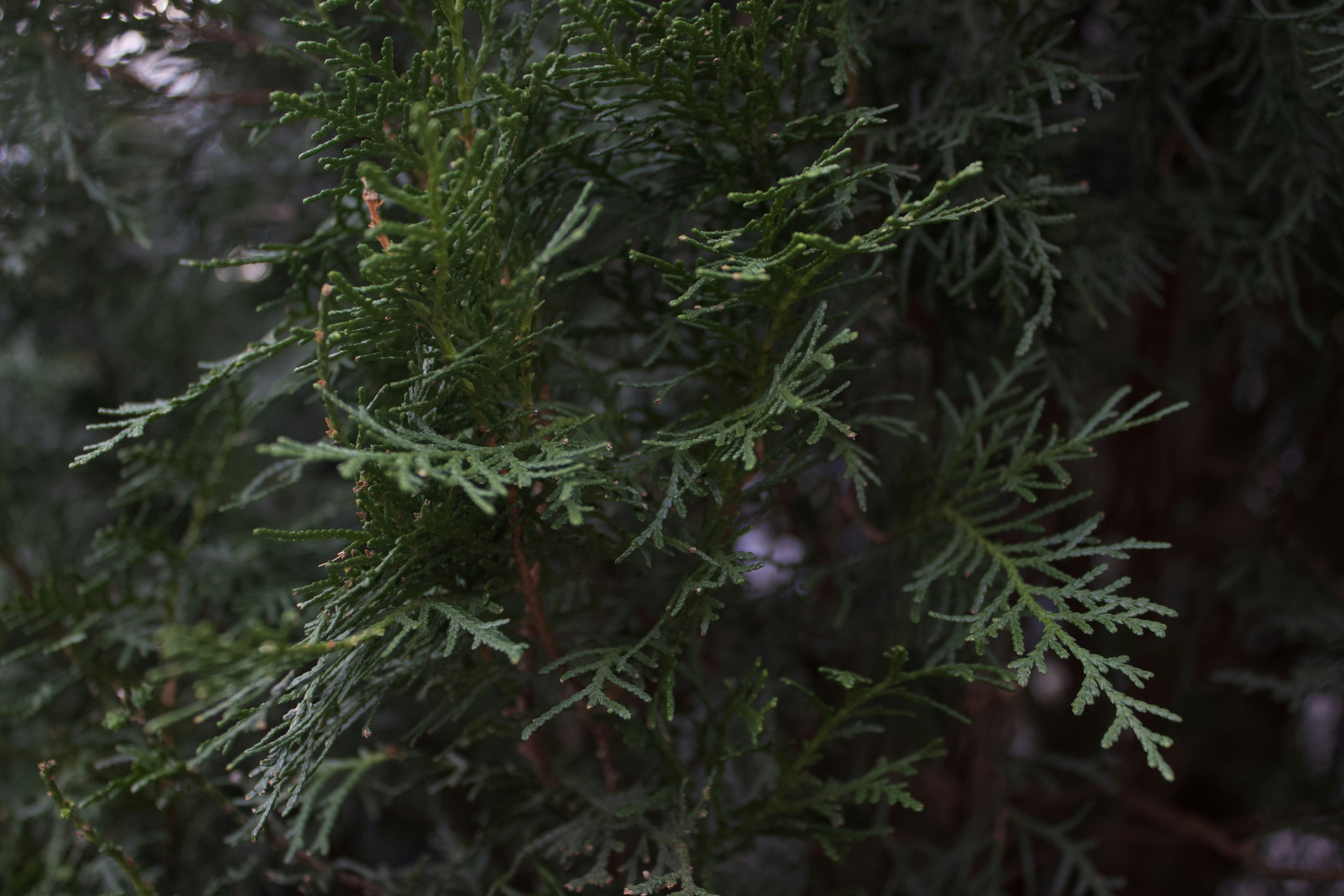 Close-up of green evergreen tree branches